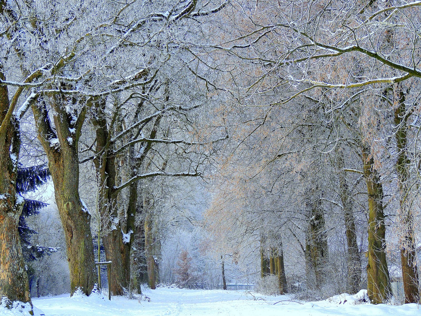 Обои деревья, снег, зима, иней, аллея, trees, snow, winter, frost, alley разрешение 2048x1536 Загрузить