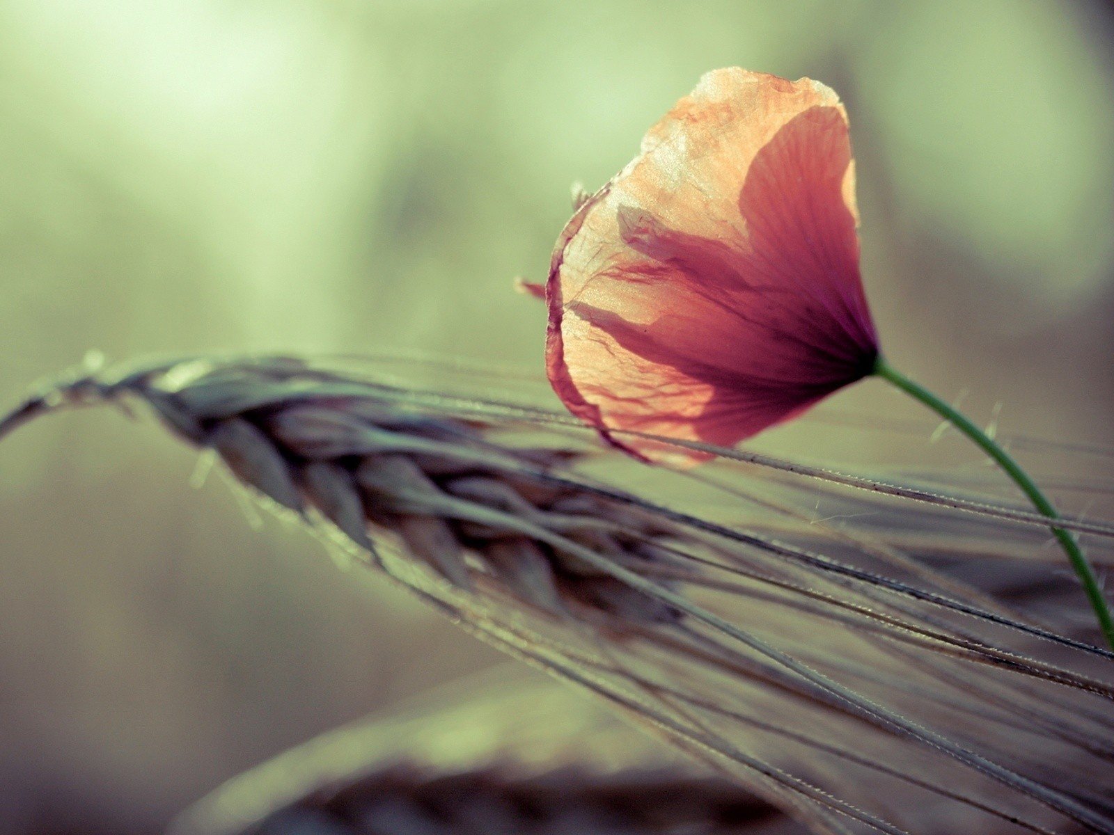 Обои цветы, природа, макро, фон, колосья, пшеница, flowers, nature, macro, background, ears, wheat разрешение 1920x1200 Загрузить