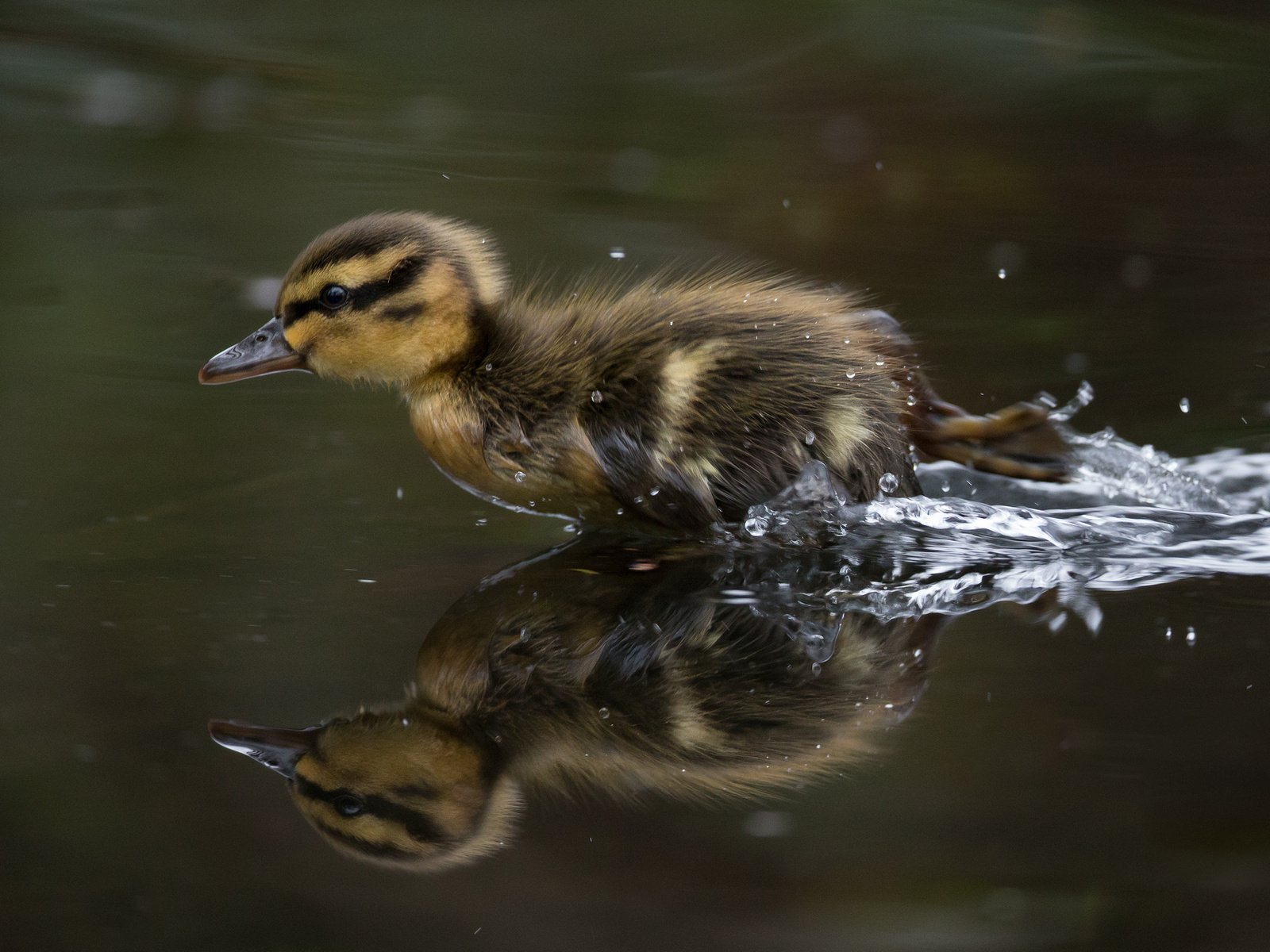 Обои вода, брызги, скорость, птица, утенок.вода, маленькая утка, water, squirt, speed, bird, duck.water, little duck разрешение 2048x1365 Загрузить