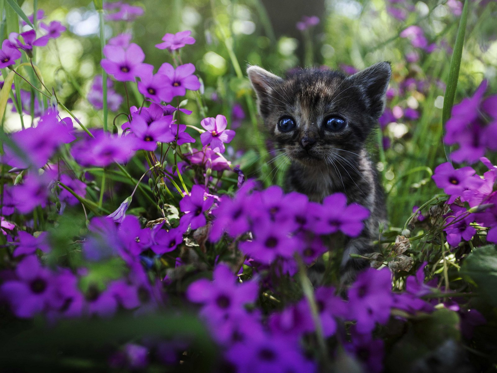 Обои цветы, мордочка, взгляд, котенок, flowers, muzzle, look, kitty разрешение 2048x1365 Загрузить