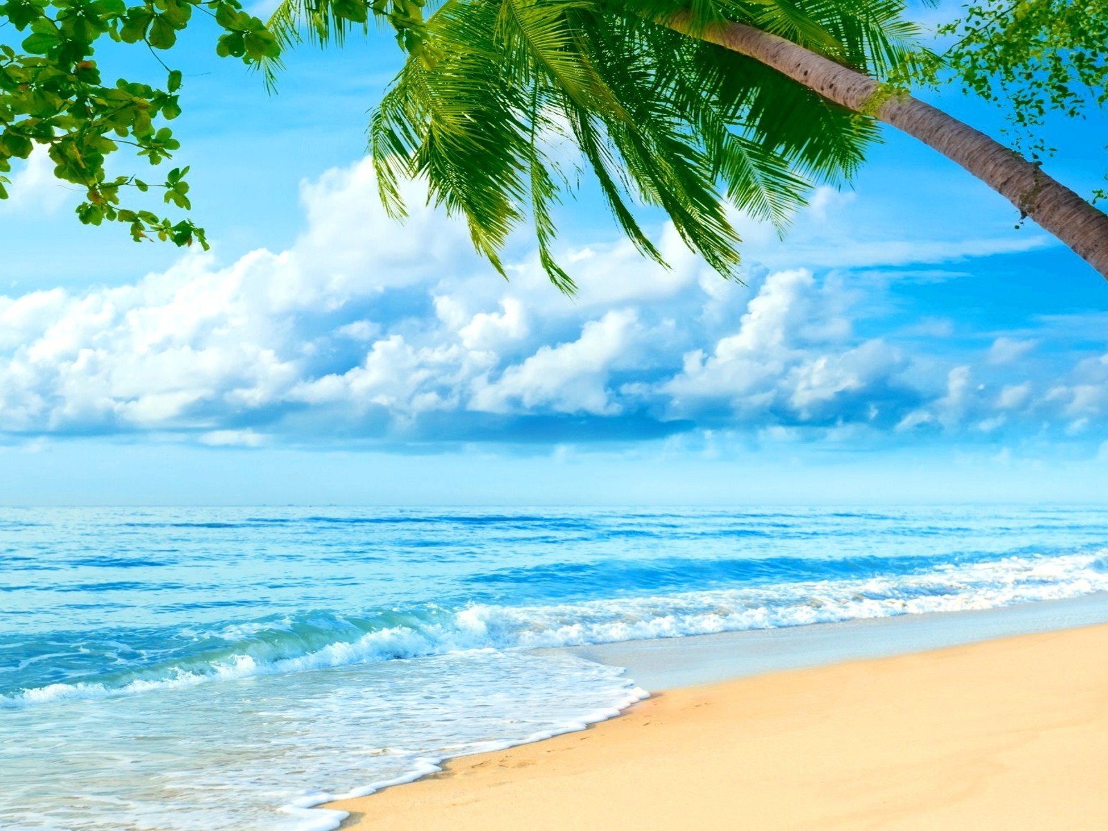Обои небо, пляж, пальмы, море.берег, the sky, beach, palm trees, sea.shore разрешение 1920x1200 Загрузить