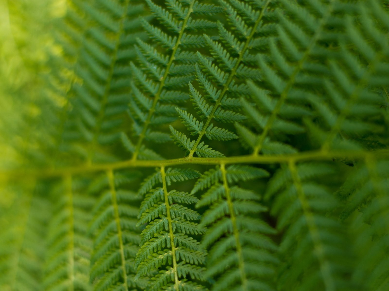 Обои лес, макро, лето, растение, папоротник, forest, macro, summer, plant, fern разрешение 2560x1600 Загрузить