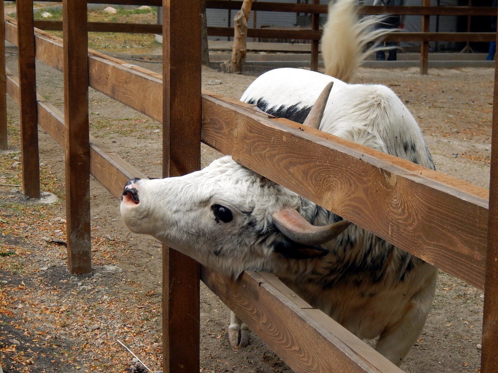 Обои рога, корова, ограда, horns, cow, fence разрешение 4608x3456 Загрузить