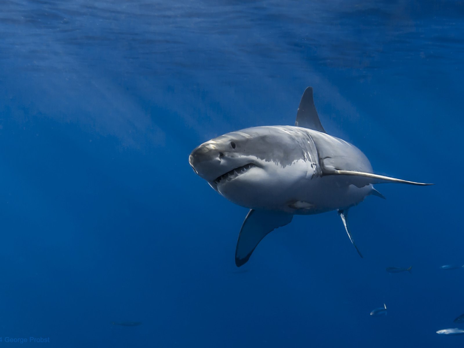 Обои море, акула, подводный мир, белая акула, sea, shark, underwater world, white shark разрешение 2048x1365 Загрузить