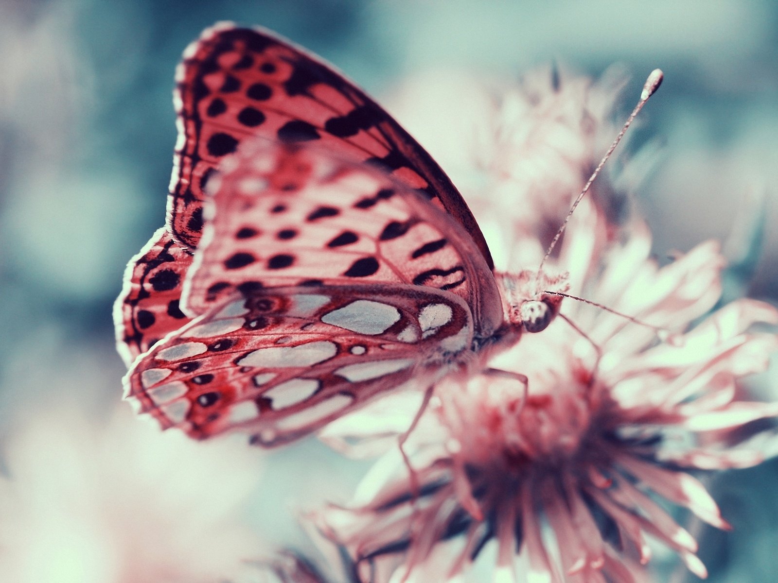 Обои цветы, насекомое, бабочка, крылья, насекомые, крупным планом, flowers, insect, butterfly, wings, insects, closeup разрешение 1920x1280 Загрузить