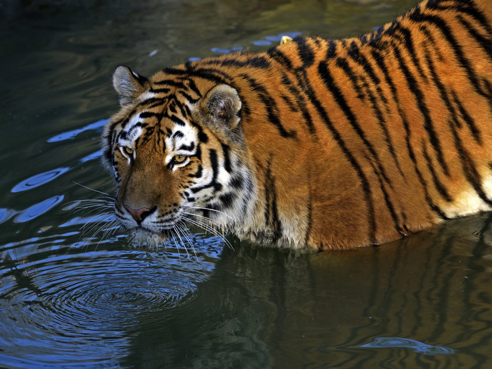 Обои тигр, водоем, хищник, амурский, tiger, pond, predator, amur разрешение 1920x1281 Загрузить