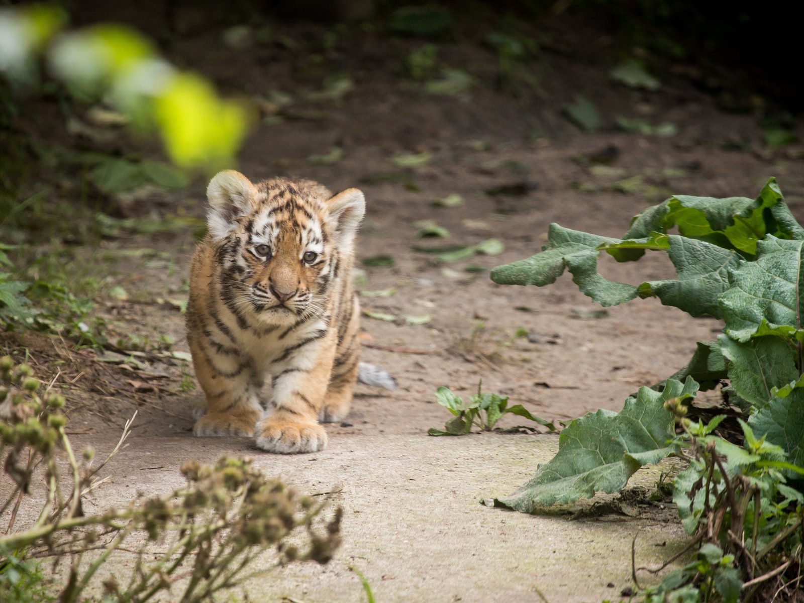 Обои тигр, тигренок, детеныш, амурский, tiger, cub, amur разрешение 4729x3153 Загрузить