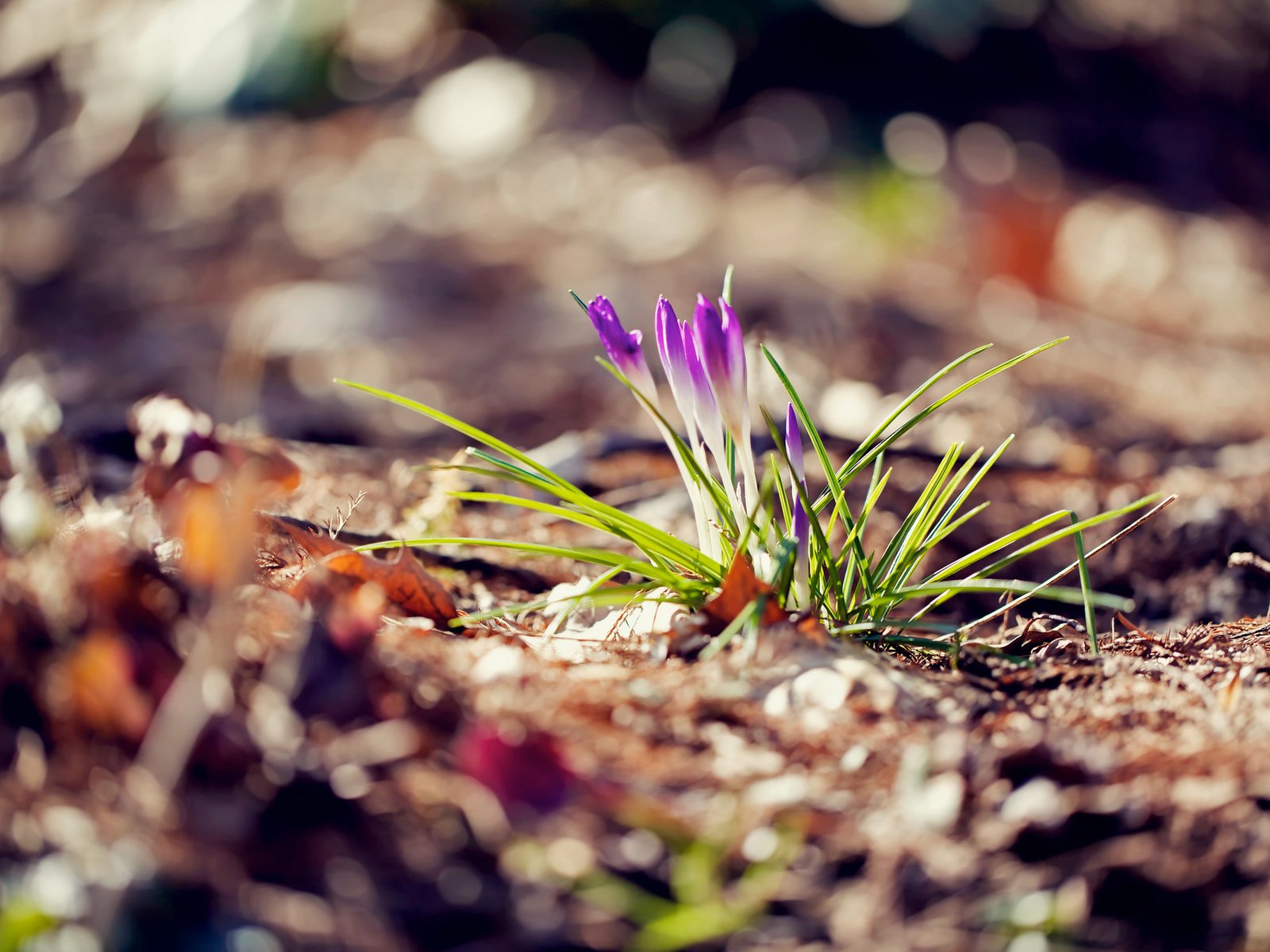 Обои цветы, макро, весна, крокусы, flowers, macro, spring, crocuses разрешение 2048x1365 Загрузить