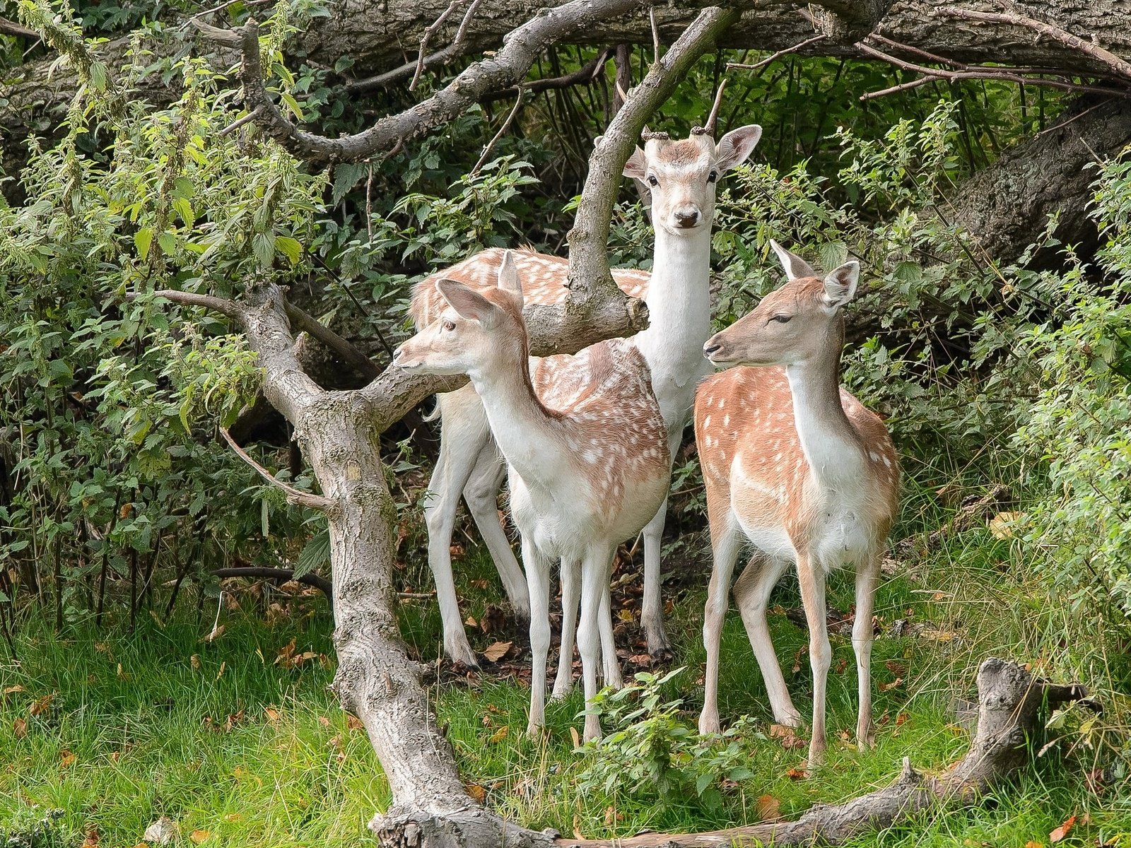 Обои природа, лес, олени, nature, forest, deer разрешение 2048x1442 Загрузить