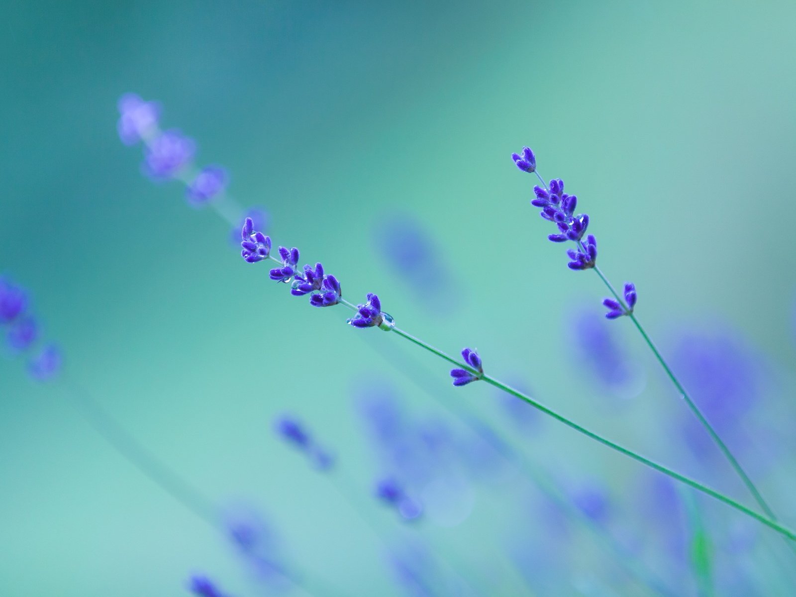 Обои фон, капли, цветы.лаванда, background, drops, flowers.lavender разрешение 3000x2000 Загрузить