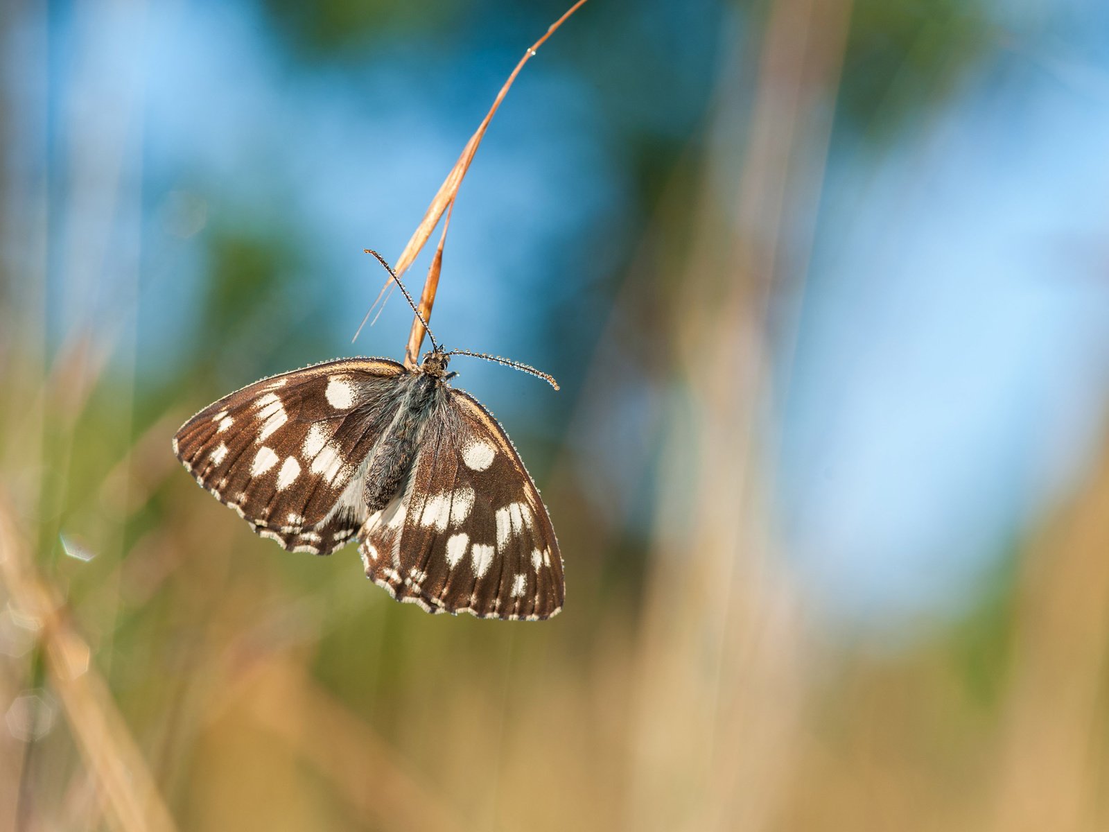 Обои природа, насекомое, бабочка, крылья, насекомые, размытость, nature, insect, butterfly, wings, insects, blur разрешение 2700x1797 Загрузить