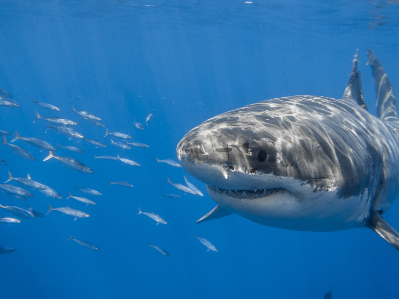 Обои океан, акула, подводный мир, the ocean, shark, underwater world разрешение 2560x1707 Загрузить