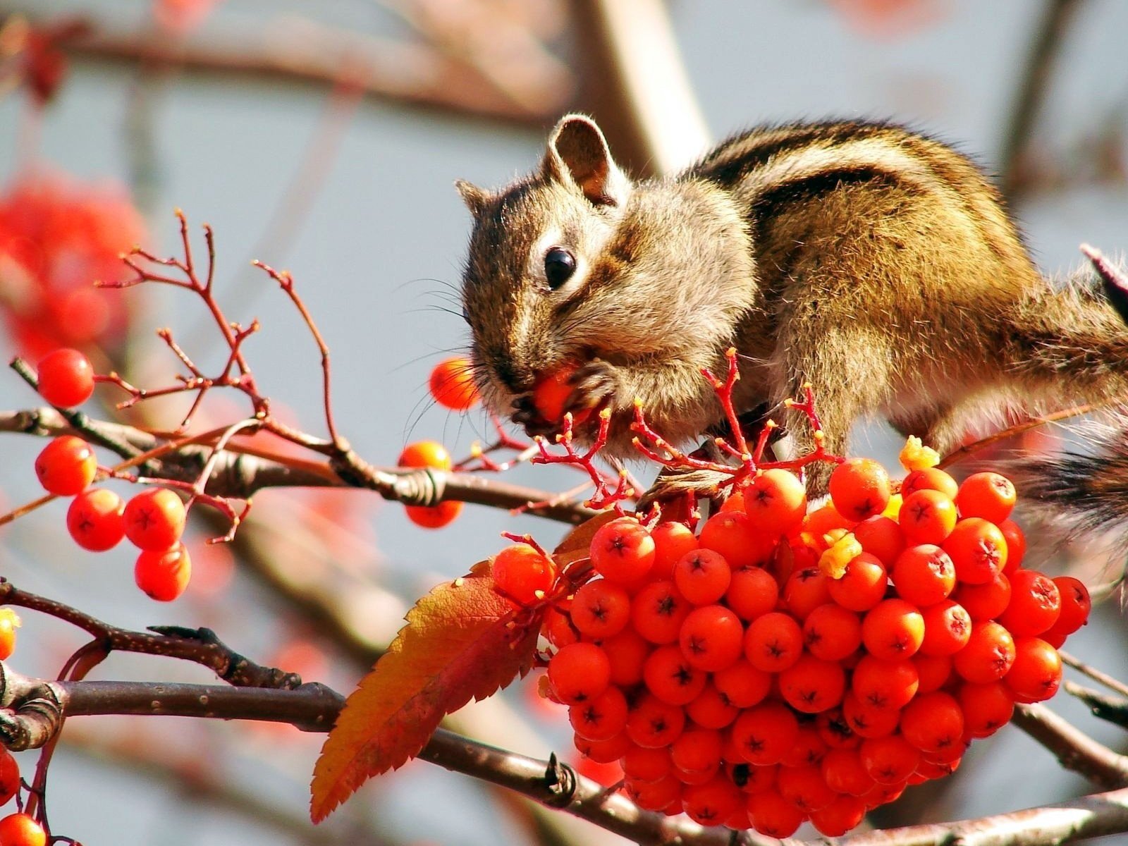 Обои ветки, лист, ягоды, гроздь, рябина, бурундук, branches, sheet, berries, bunch, rowan, chipmunk разрешение 1920x1200 Загрузить