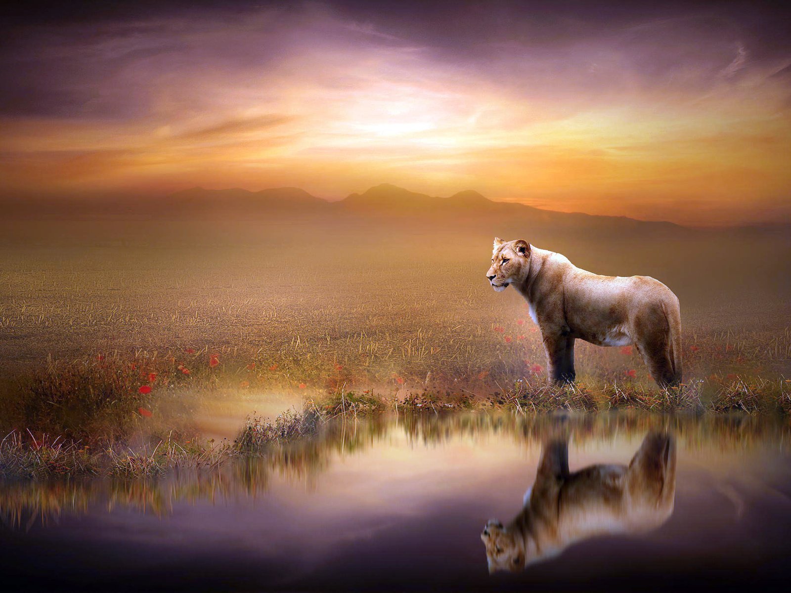 Обои закат, отражение, львица, sunset, reflection, lioness разрешение 2048x1365 Загрузить