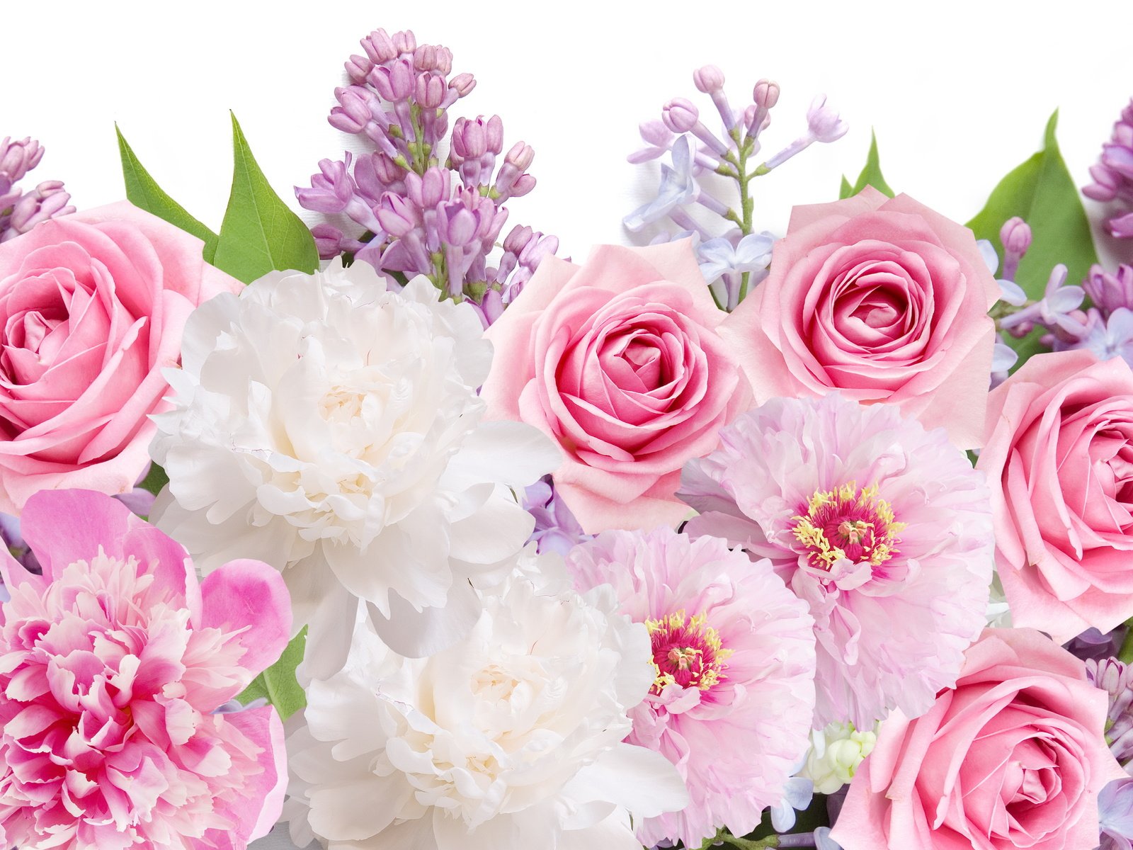 Обои цветы, розы, сирень,  цветы, пионы, роз, lilacs, flowers, roses, lilac, peonies разрешение 5777x3843 Загрузить