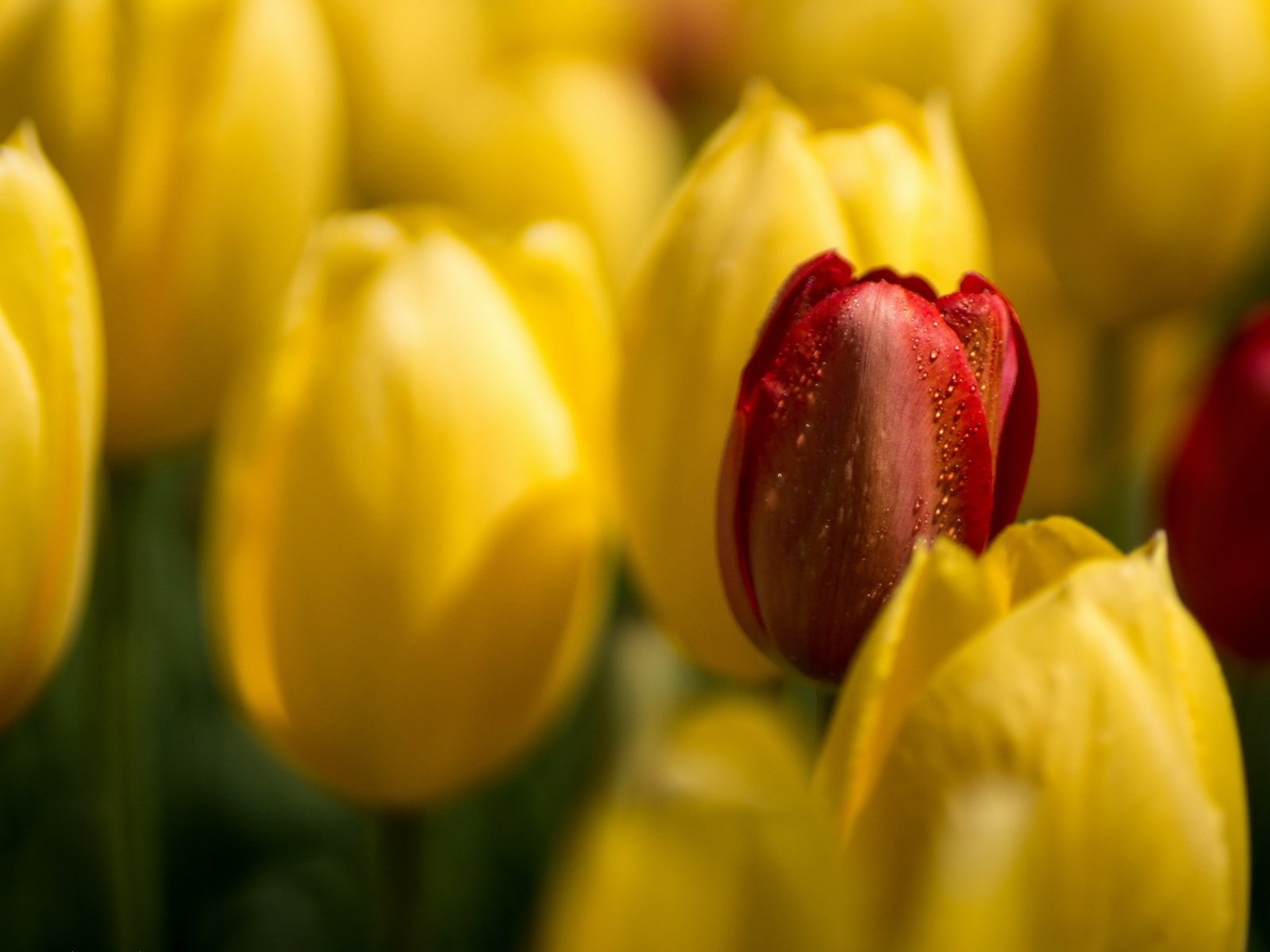 Обои цветы, бутоны, макро, лепестки, весна, тюльпаны, flowers, buds, macro, petals, spring, tulips разрешение 2560x1601 Загрузить