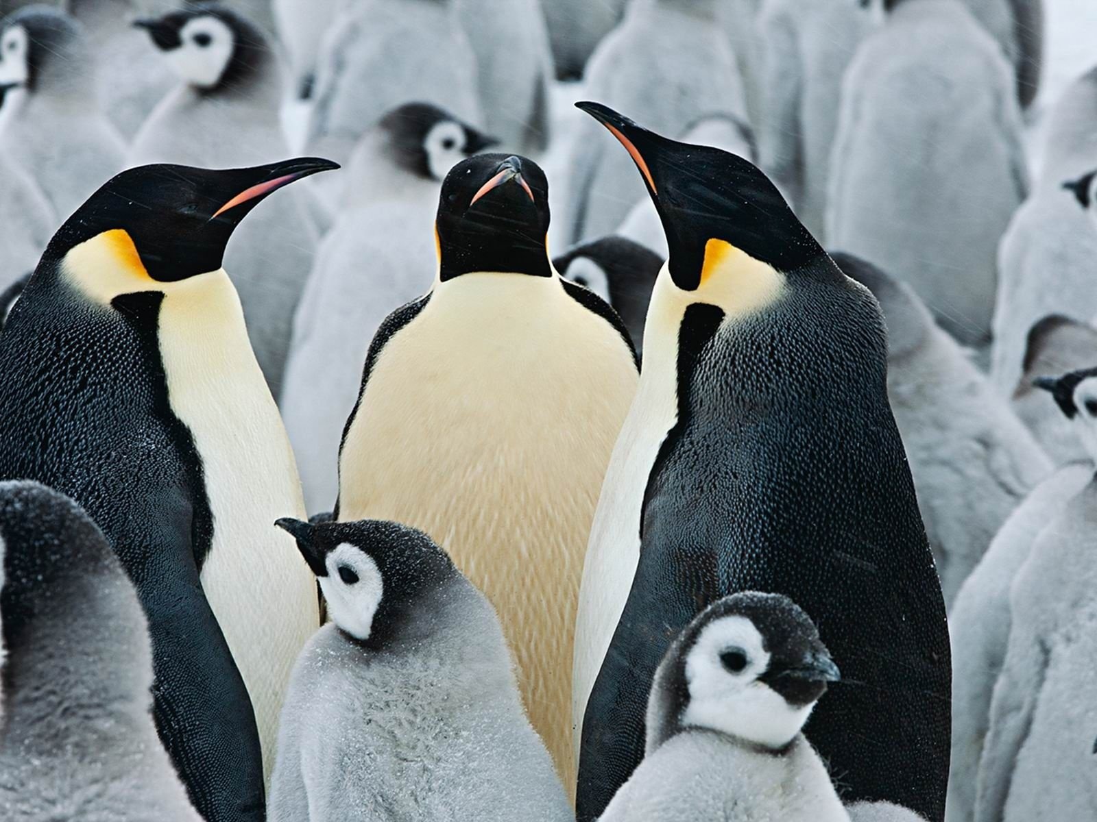 Обои птицы, клюв, антарктида, пингвины, арктика, императорский пингвин, birds, beak, antarctica, penguins, arctic, emperor penguin разрешение 1920x1200 Загрузить