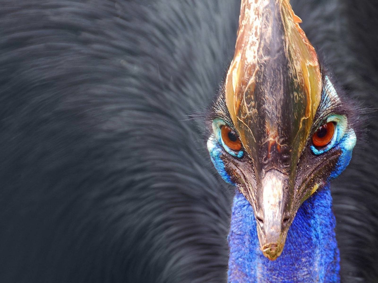 Обои птица, клюв, перья, казуар, bird, beak, feathers, cassowary разрешение 1920x1200 Загрузить