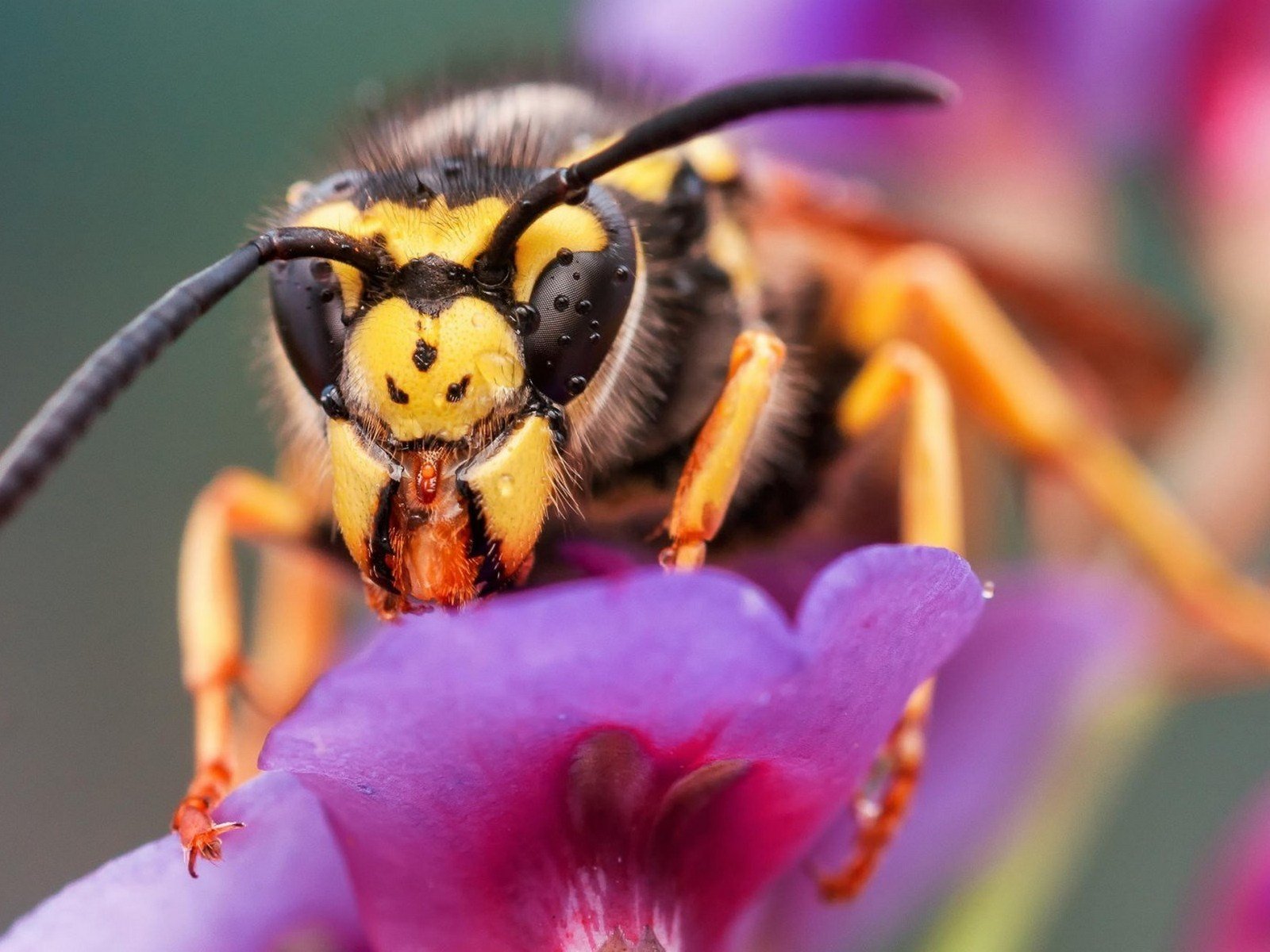 Обои макро, насекомое, цветок, пчела, оса, macro, insect, flower, bee, osa разрешение 1920x1200 Загрузить