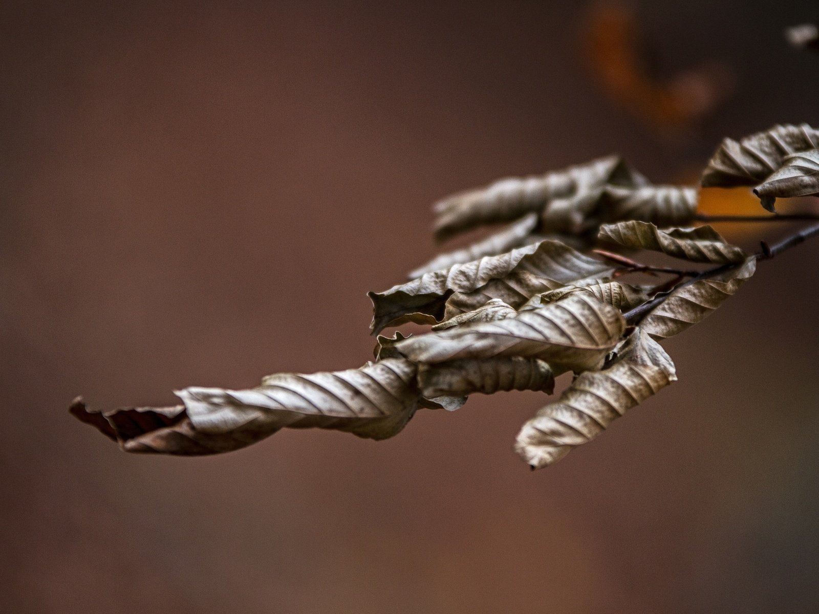 Обои ветка, природа, листья, макро, осень, сухие, branch, nature, leaves, macro, autumn, dry разрешение 2592x1728 Загрузить