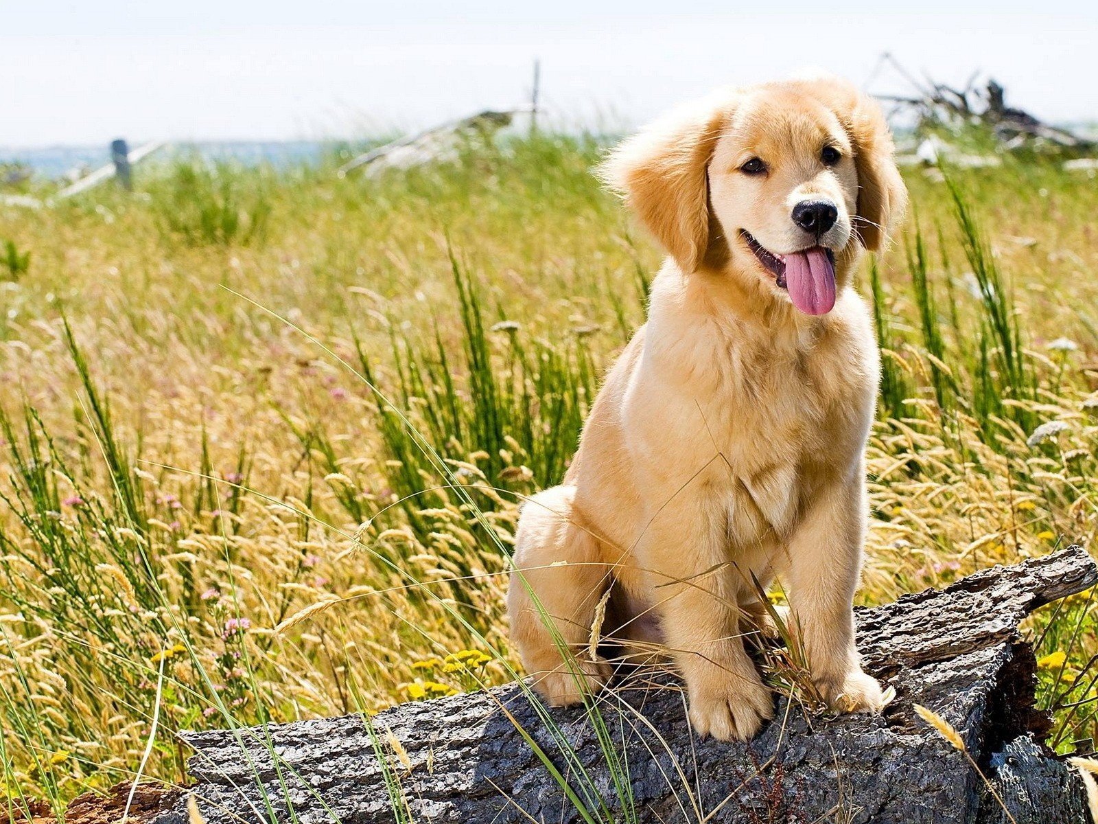 Обои трава, природа, поле, собака, щенок, язык, золотистый ретривер, grass, nature, field, dog, puppy, language, golden retriever разрешение 1920x1200 Загрузить