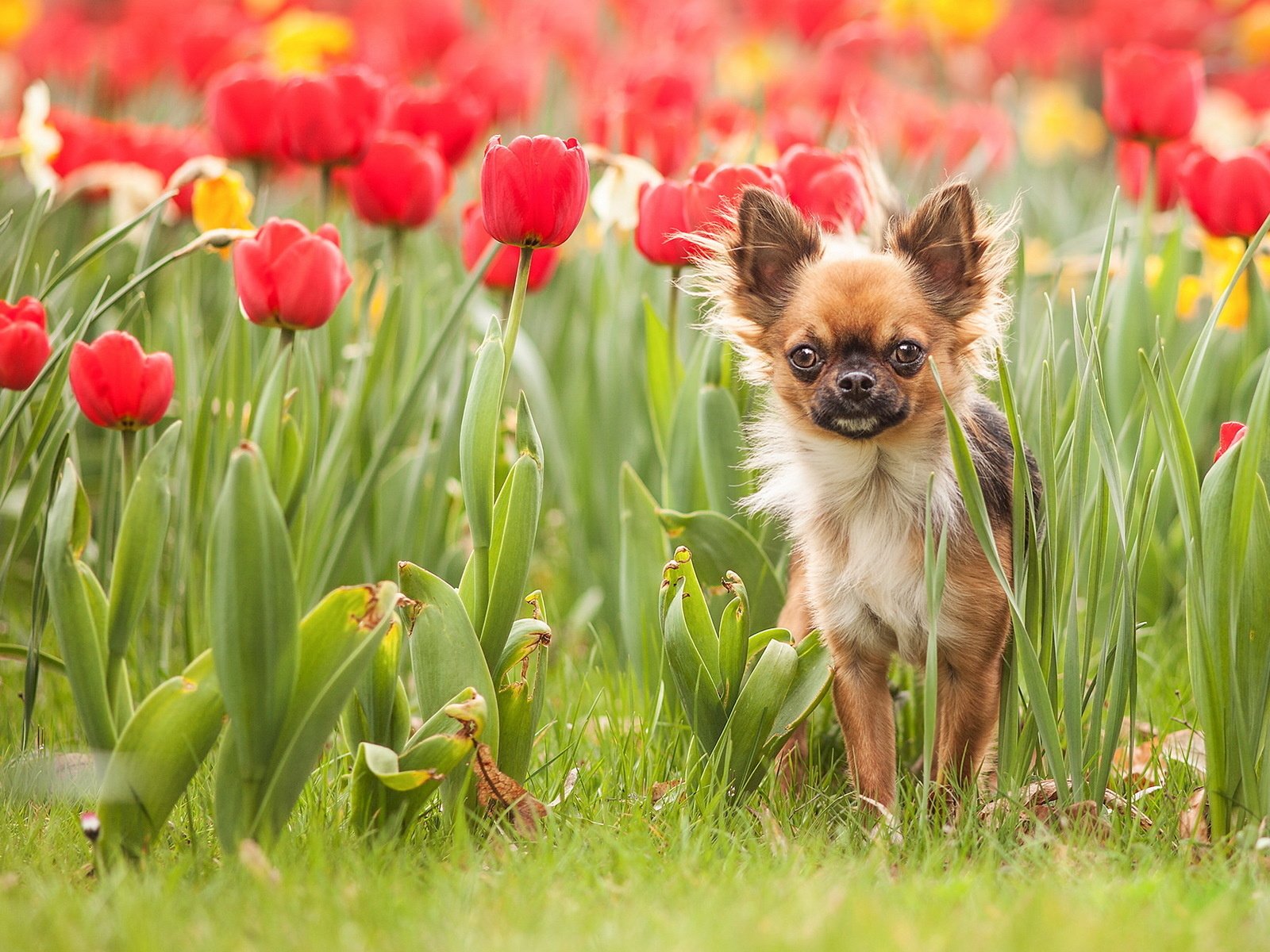 Обои цветы, трава, собака, тюльпаны, чихуахуа, flowers, grass, dog, tulips, chihuahua разрешение 1920x1200 Загрузить