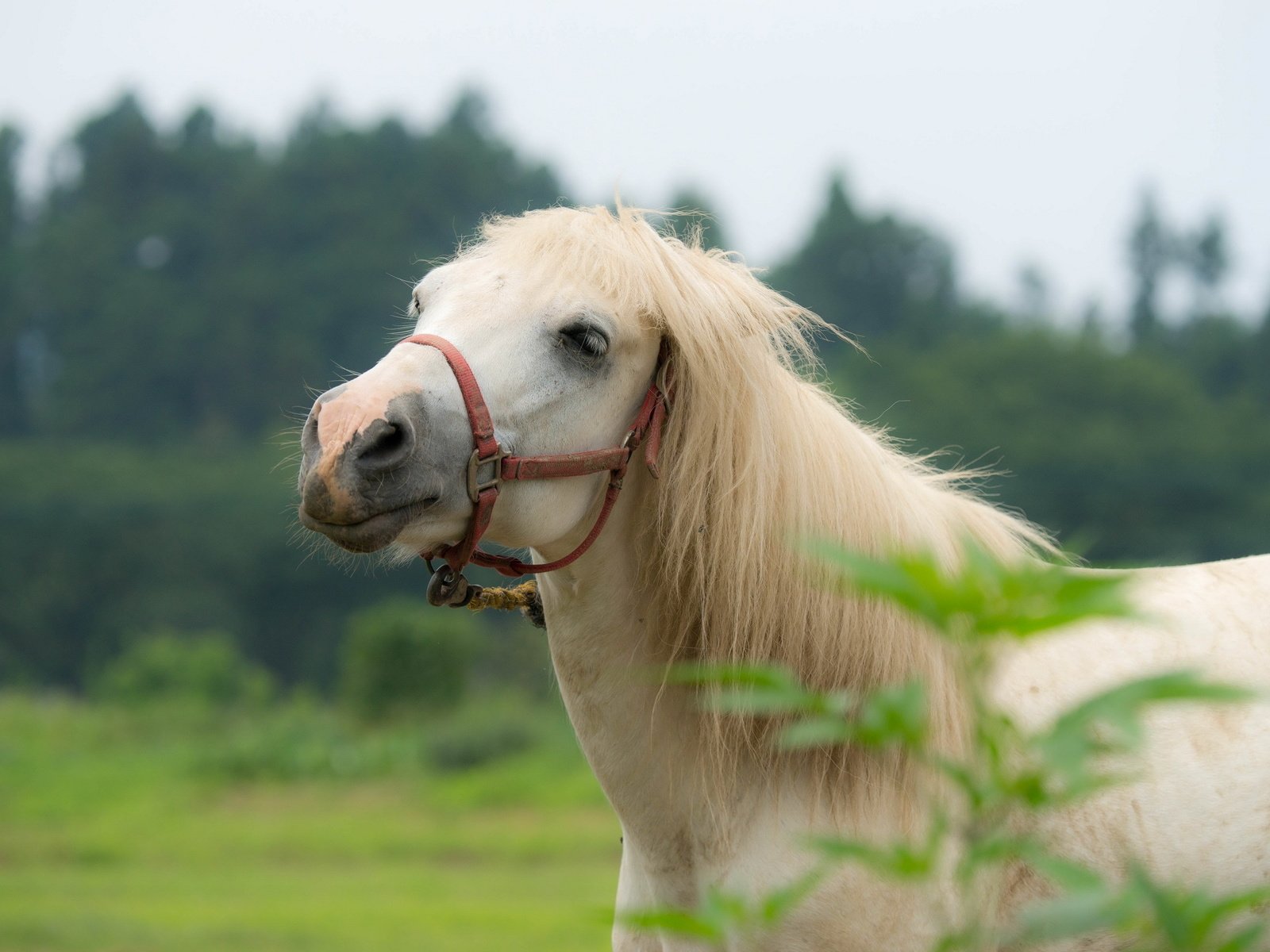 Обои лошадь, природа, конь, грива, horse, nature, mane разрешение 2560x1600 Загрузить