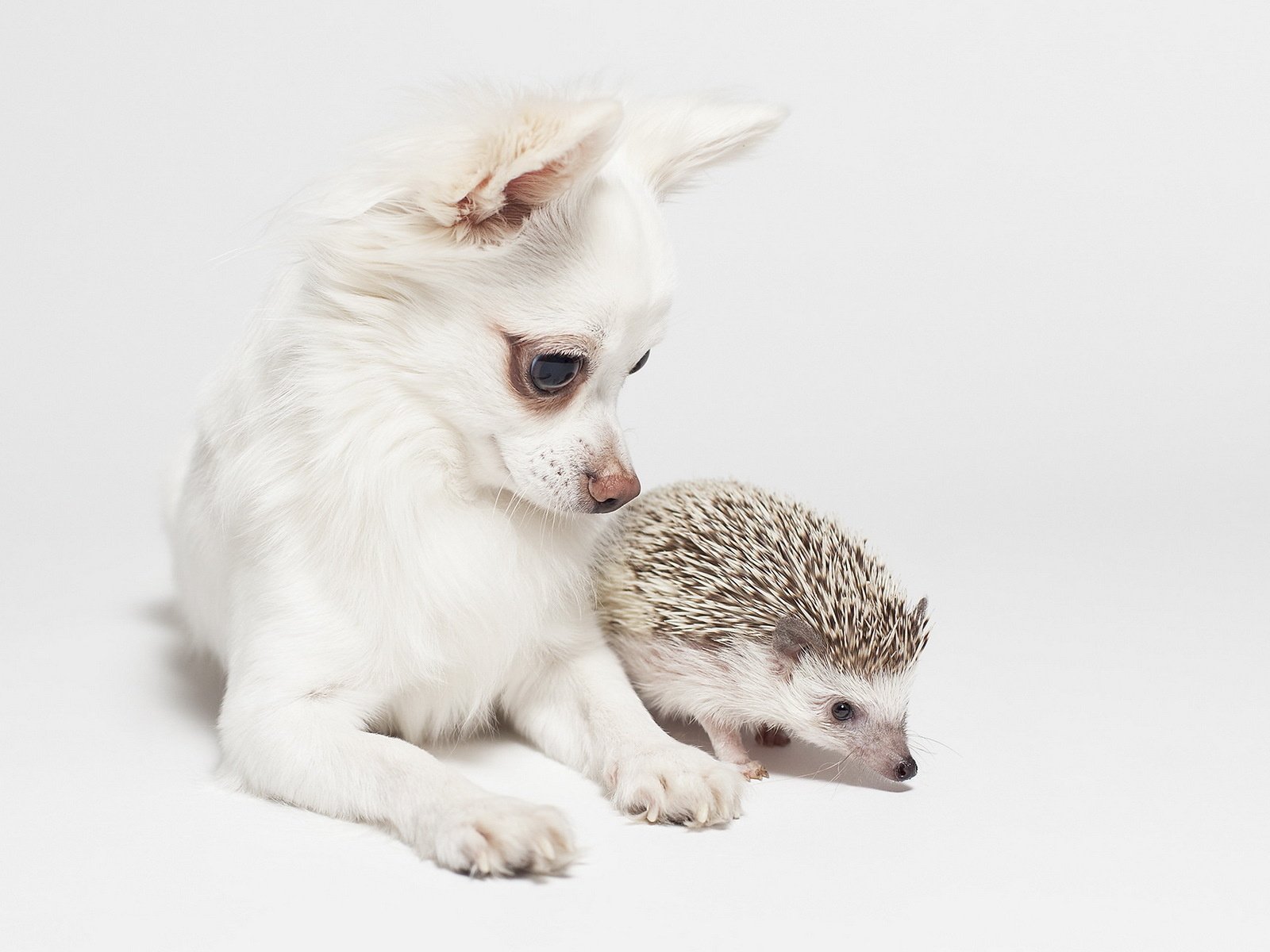 Обои фон, собака, ежик, друзья, чихуахуа, background, dog, hedgehog, friends, chihuahua разрешение 1920x1200 Загрузить