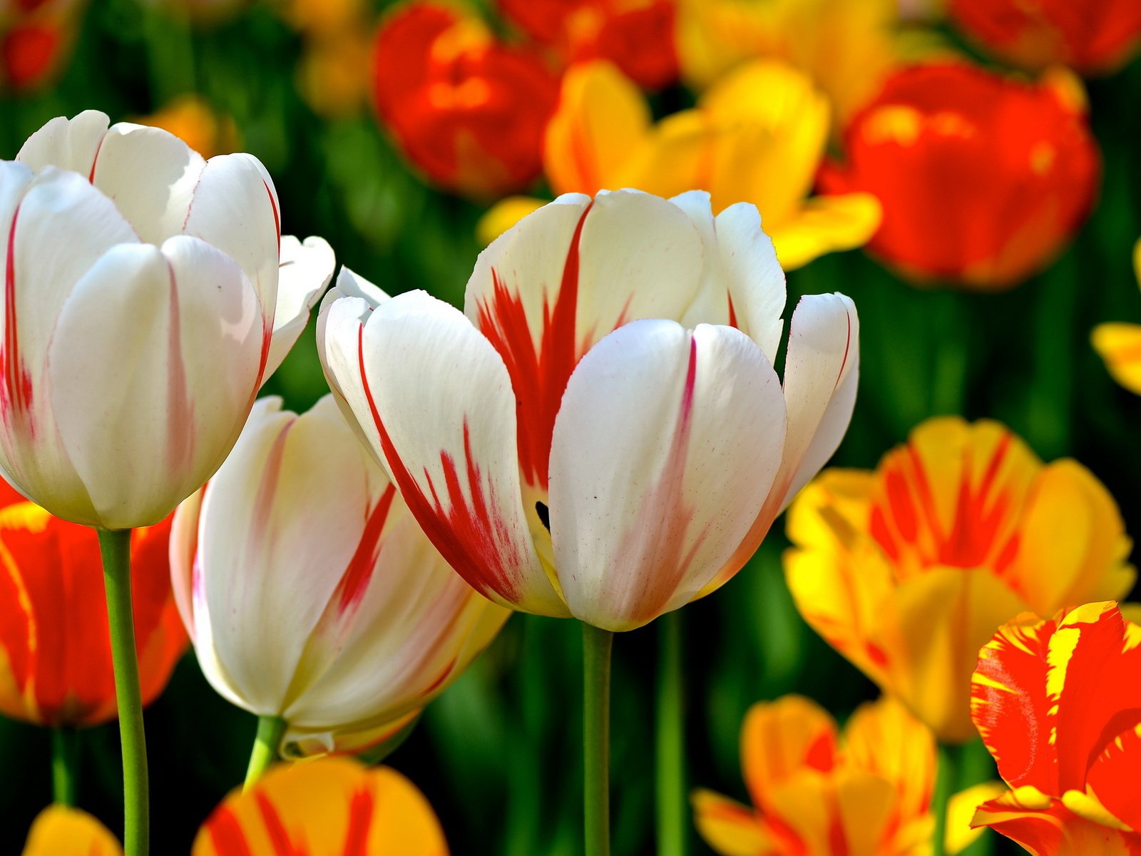 Обои цветы, фон, разноцветные, весна, тюльпаны, flowers, background, colorful, spring, tulips разрешение 2560x1600 Загрузить