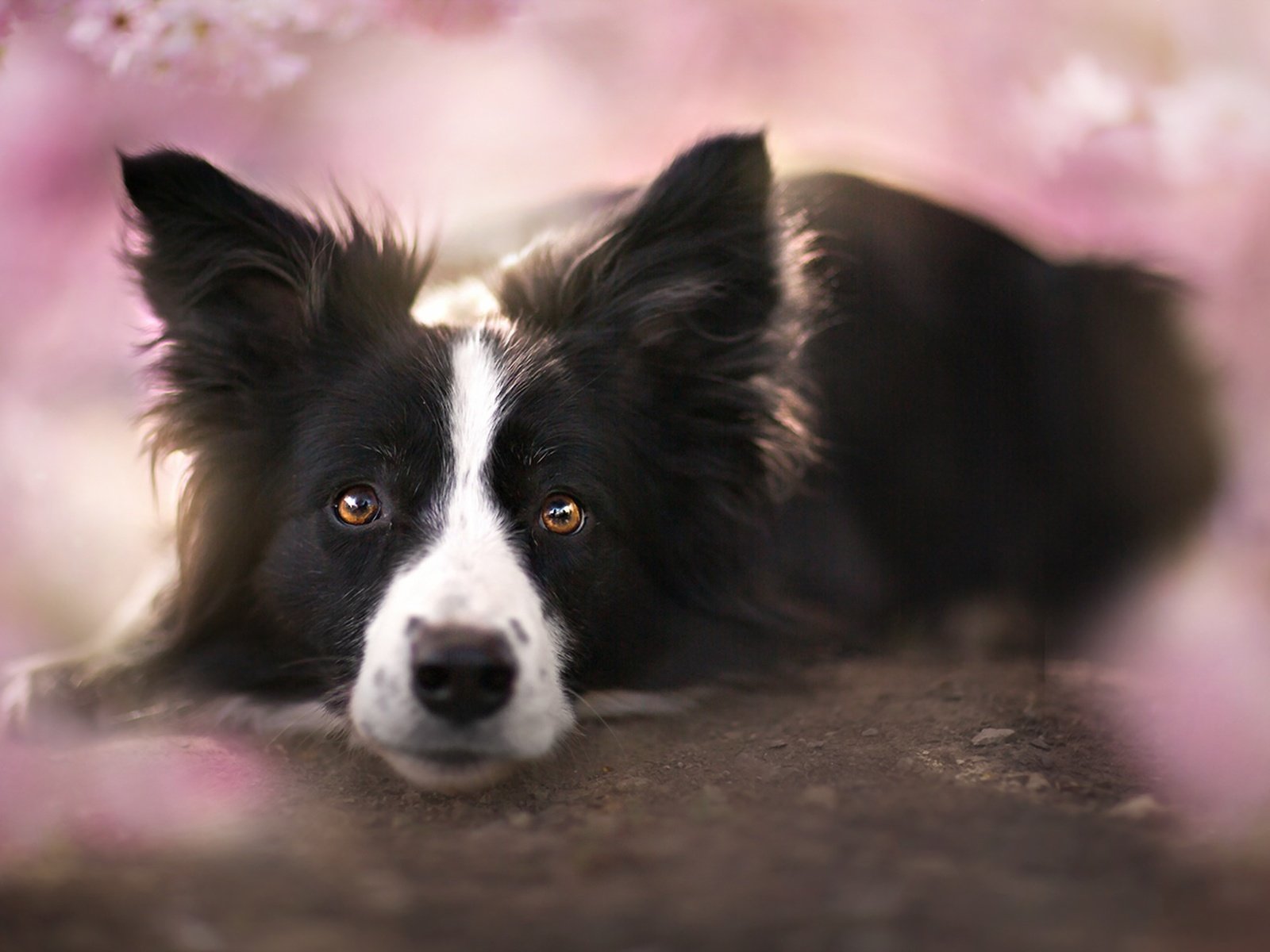 Обои взгляд, собака, друг, бордер-колли, look, dog, each, the border collie разрешение 1920x1209 Загрузить