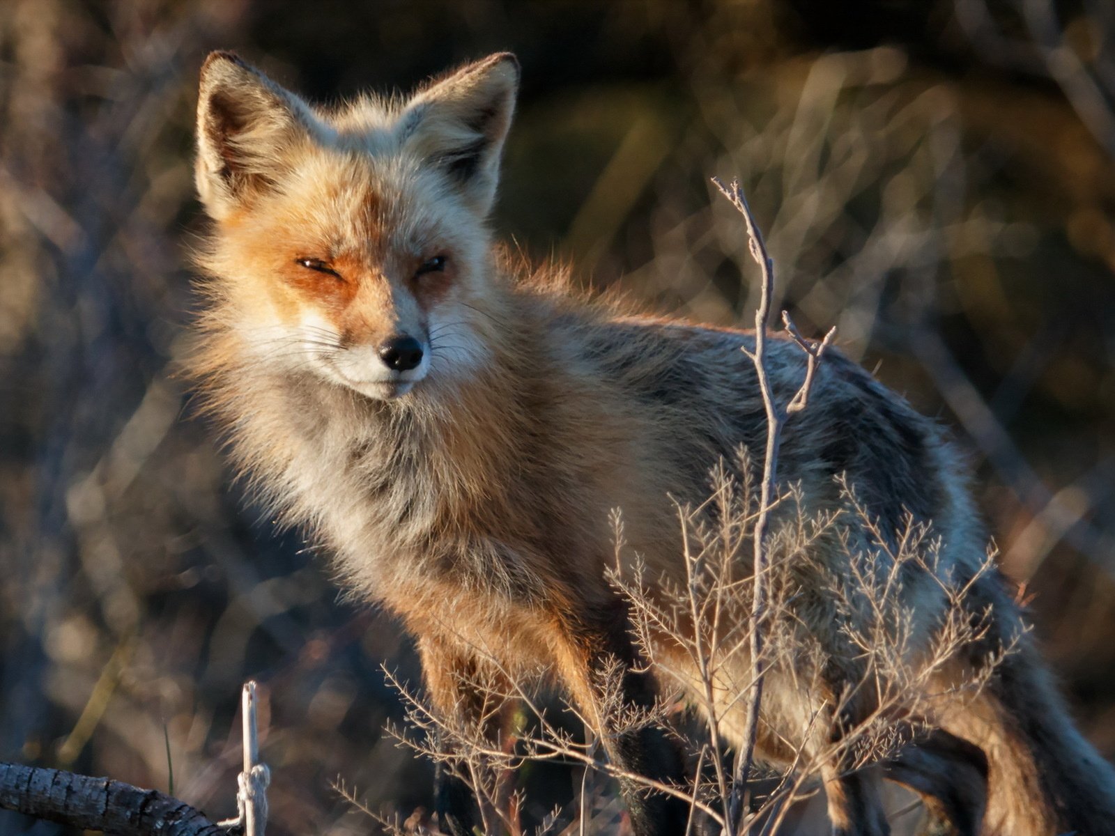 Обои природа, взгляд, лиса, лисица, nature, look, fox разрешение 1920x1200 Загрузить
