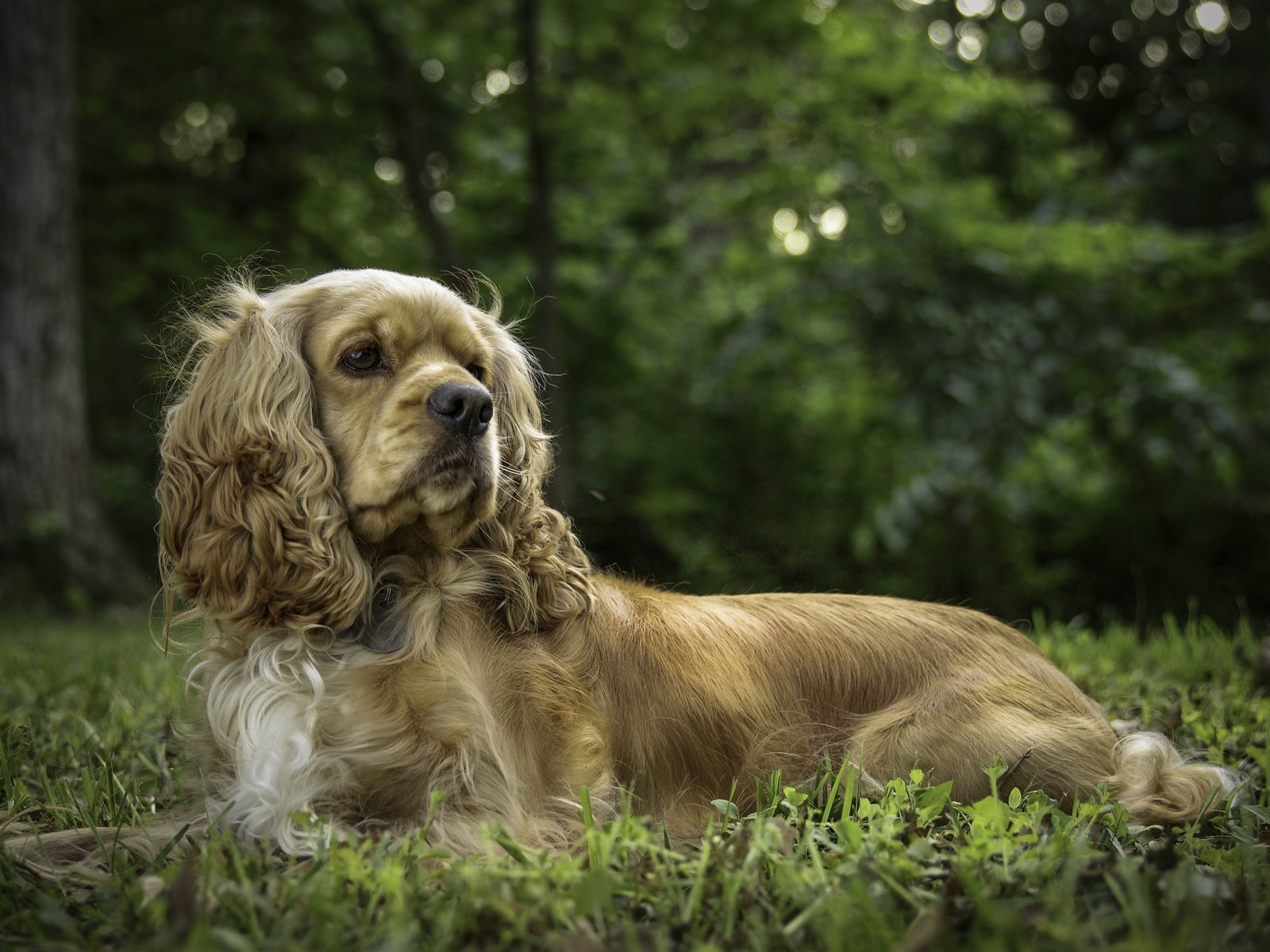 Обои трава, природа, собака, спаниель, кокер-спаниель, grass, nature, dog, spaniel, cocker spaniel разрешение 4227x3123 Загрузить