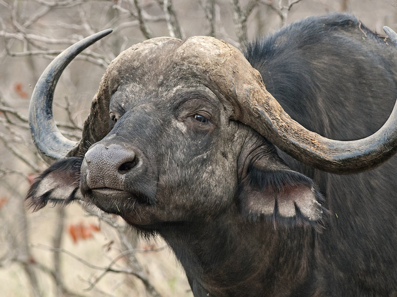 Обои природа, рога, африканский, буйвол, nature, horns, african, buffalo разрешение 2048x1224 Загрузить