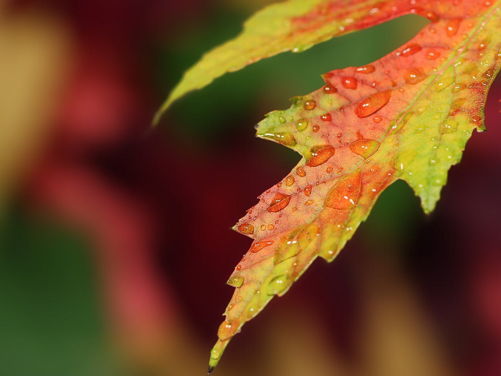 Обои природа, макро, капли, осень, лист, nature, macro, drops, autumn, sheet разрешение 1920x1200 Загрузить