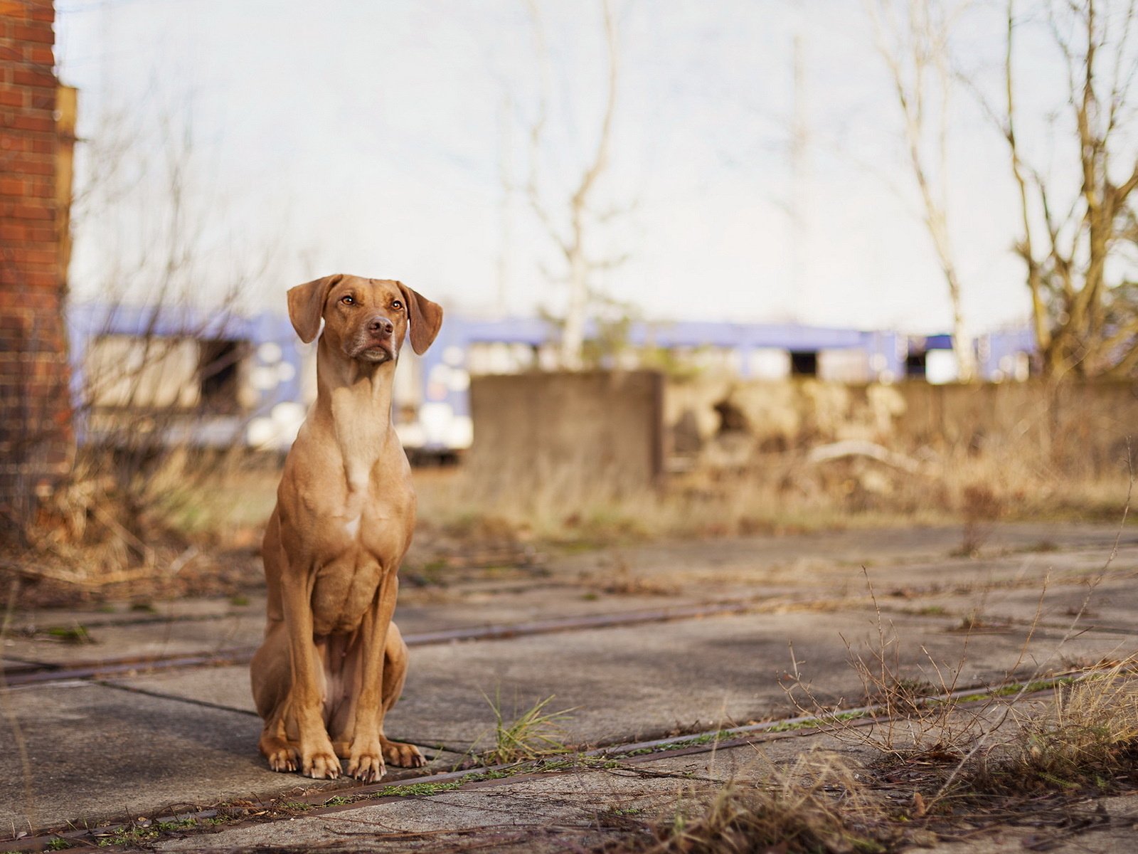 Обои собака, сидит, русская гончая, dog, sitting, russian hound разрешение 1920x1200 Загрузить