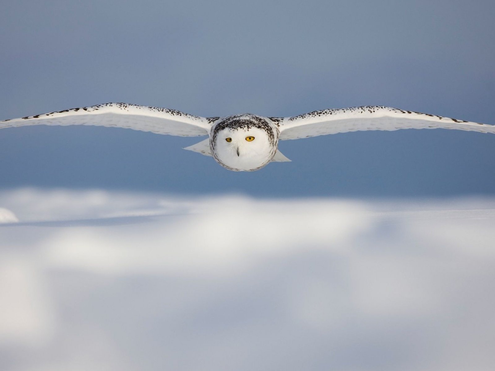 Обои сова, птицы, белая, полярная.полет, owl, birds, white, polar.flight разрешение 2880x1800 Загрузить