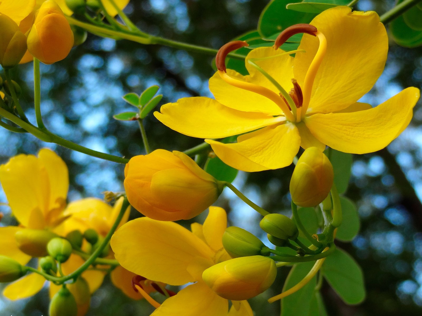 Обои цветы, природа, цветение, весна, желтые, flowers, nature, flowering, spring, yellow разрешение 2880x1716 Загрузить
