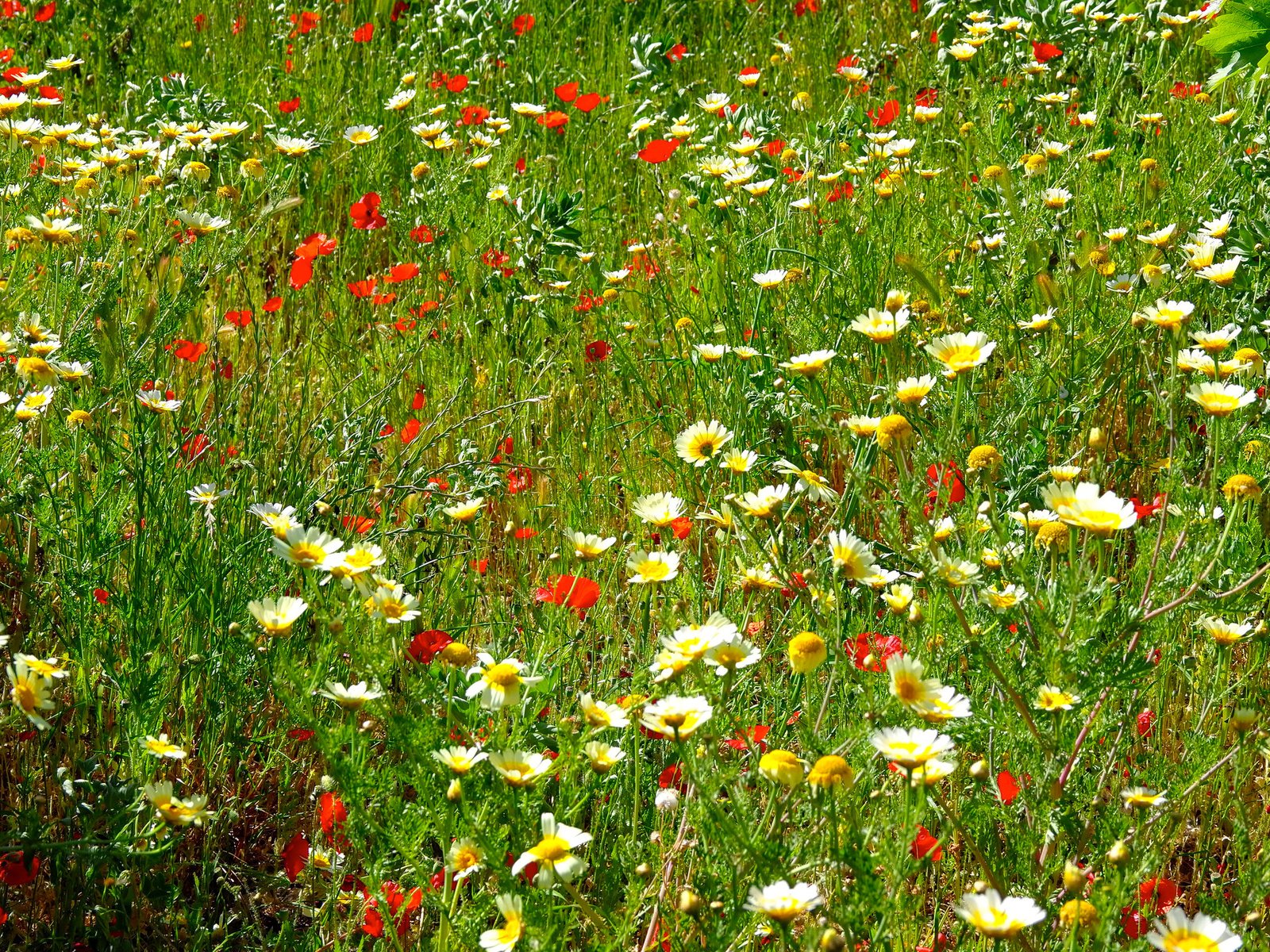 Обои цветы, трава, поле, маки, луг, ромашки, flowers, grass, field, maki, meadow, chamomile разрешение 2048x1369 Загрузить