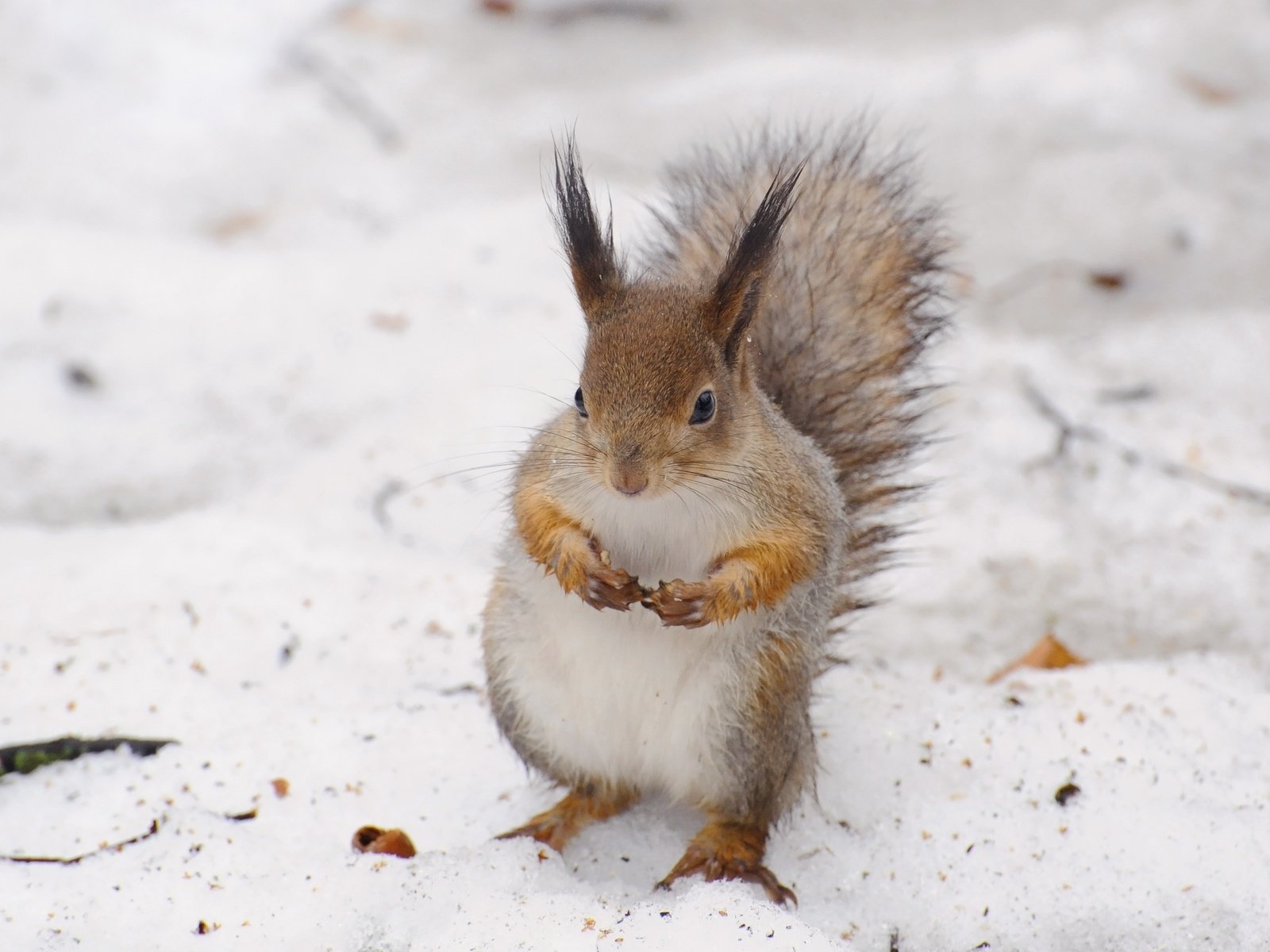 Обои снег, зима, животное, белка, белочка, anna verdina, snow, winter, animal, protein, squirrel разрешение 3084x2468 Загрузить