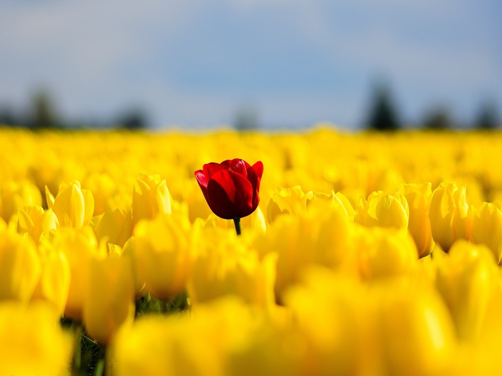 Обои цветы, поле, красный, весна, тюльпаны, желтые, flowers, field, red, spring, tulips, yellow разрешение 2046x1306 Загрузить