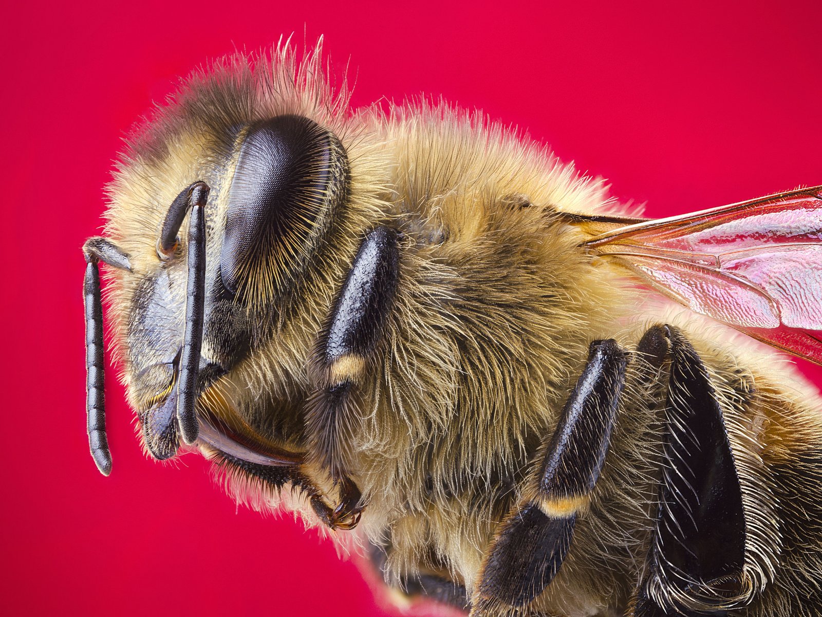 Обои макро, насекомое, крылья, пчела, красный фон, голова, macro, insect, wings, bee, red background, head разрешение 2048x1356 Загрузить