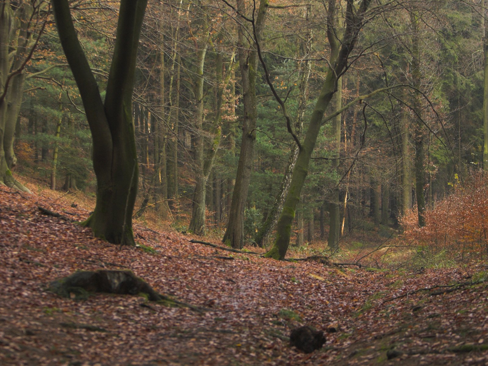 Обои деревья, природа, лес, листва, осень, trees, nature, forest, foliage, autumn разрешение 1920x1200 Загрузить