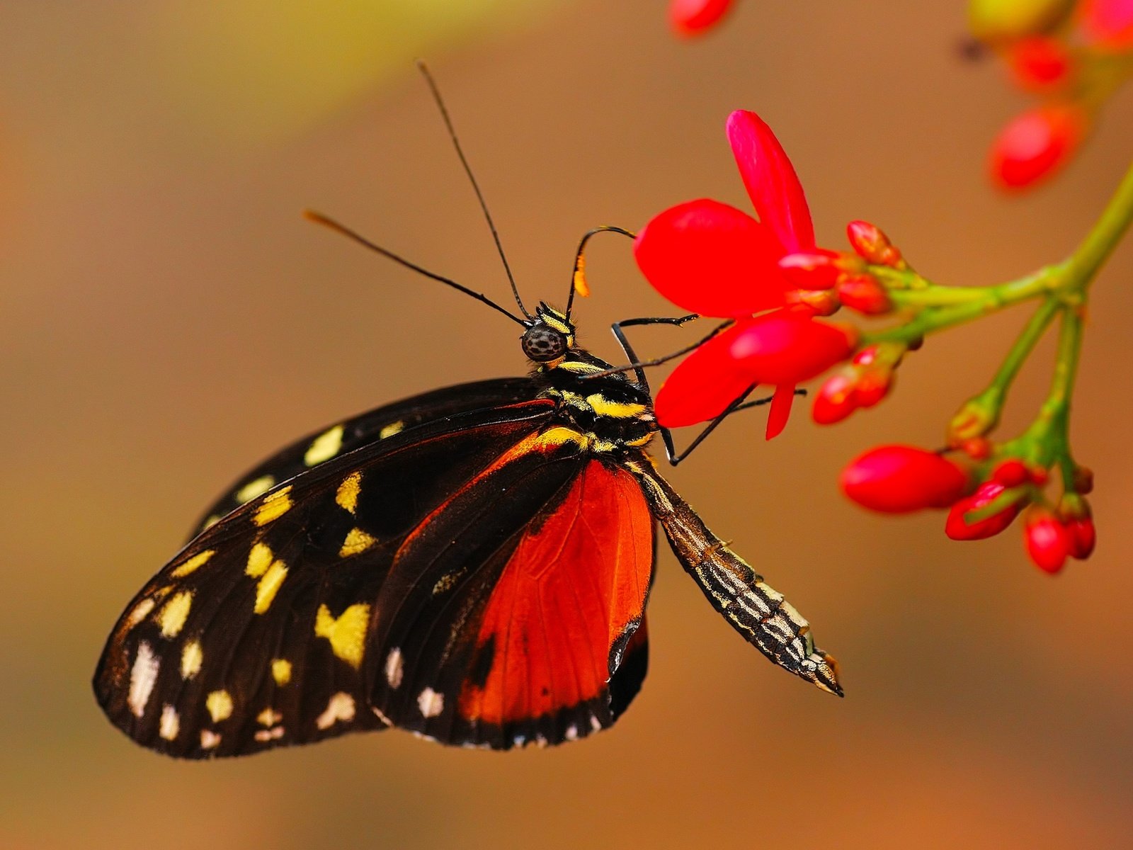 Обои цветы, макро, фон, бабочка, крылья, насекомые, flowers, macro, background, butterfly, wings, insects разрешение 2000x1331 Загрузить