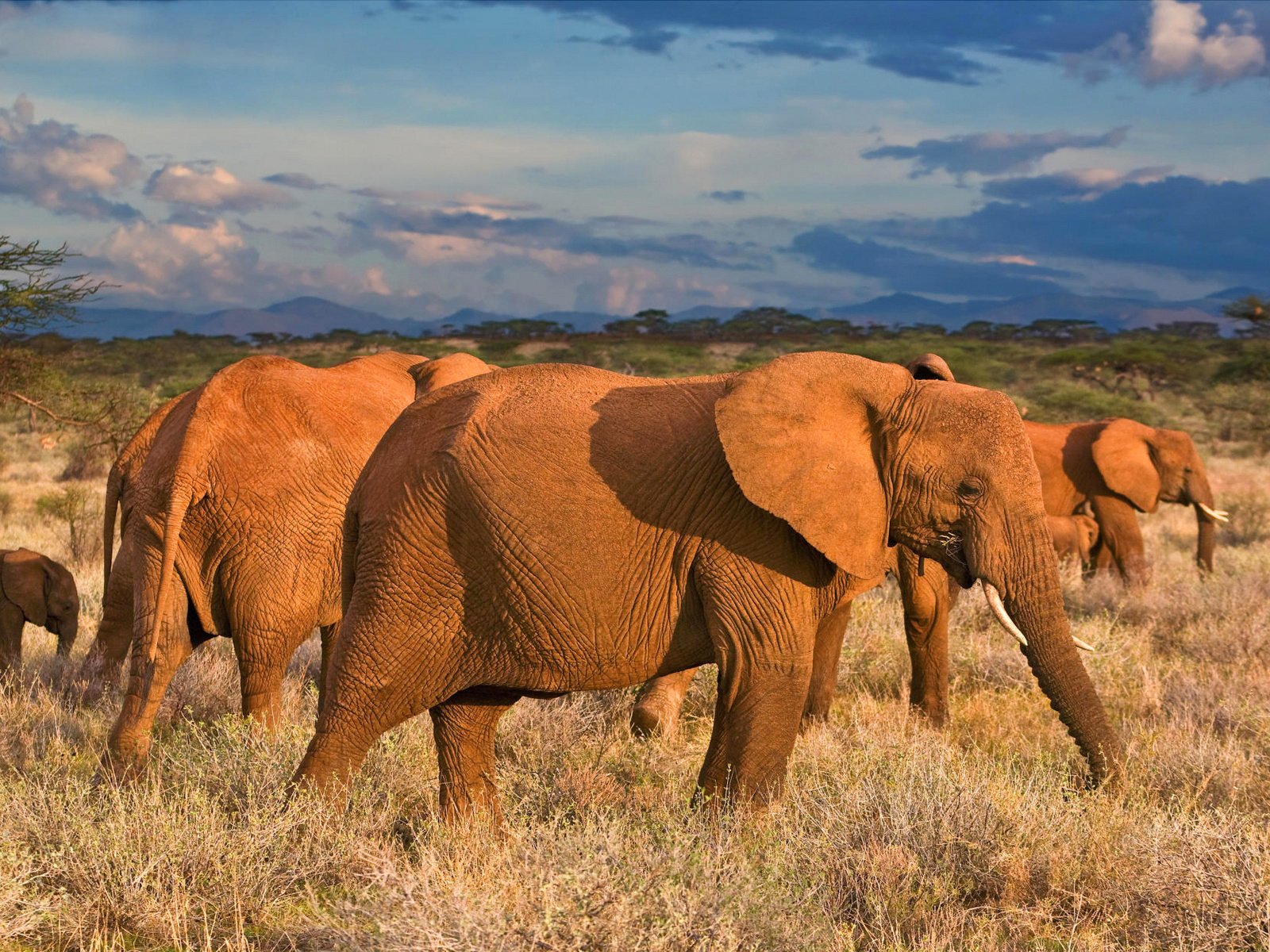 Обои облака, африка, слоны, саванна, clouds, africa, elephants, savannah разрешение 1920x1200 Загрузить