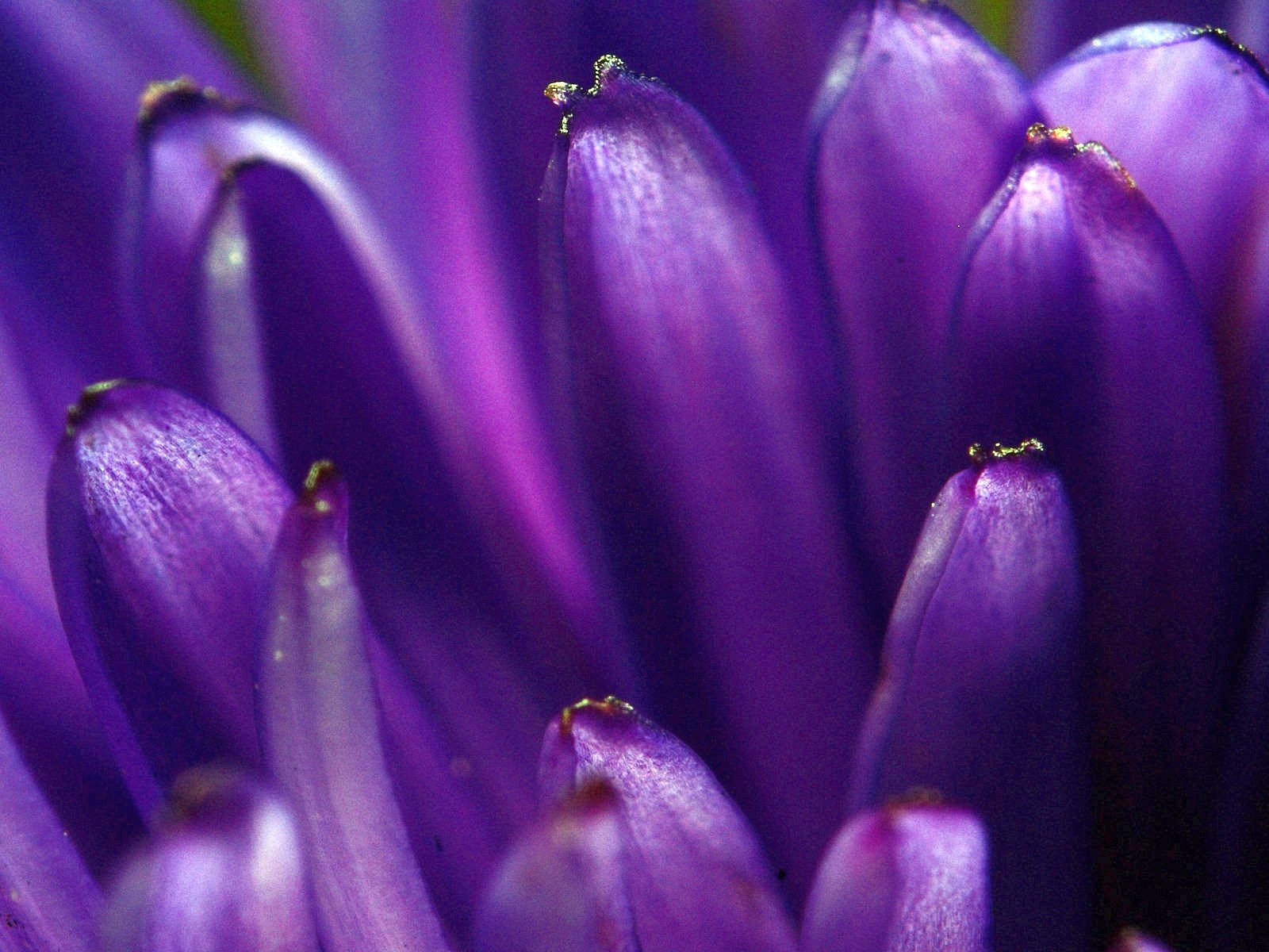 Обои макро, цветок, лепестки, фиолетовый, цветком, macro, flower, petals, purple разрешение 1920x1200 Загрузить