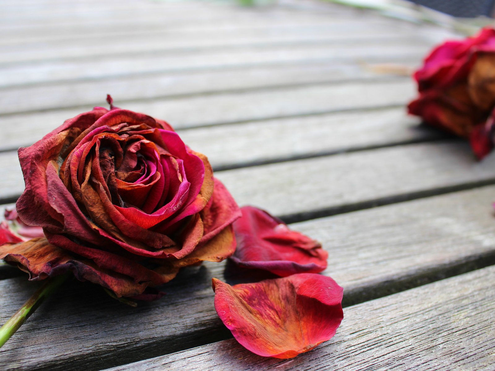 Обои цветок, роза, лепестки, цветком, flower, rose, petals разрешение 2048x1311 Загрузить