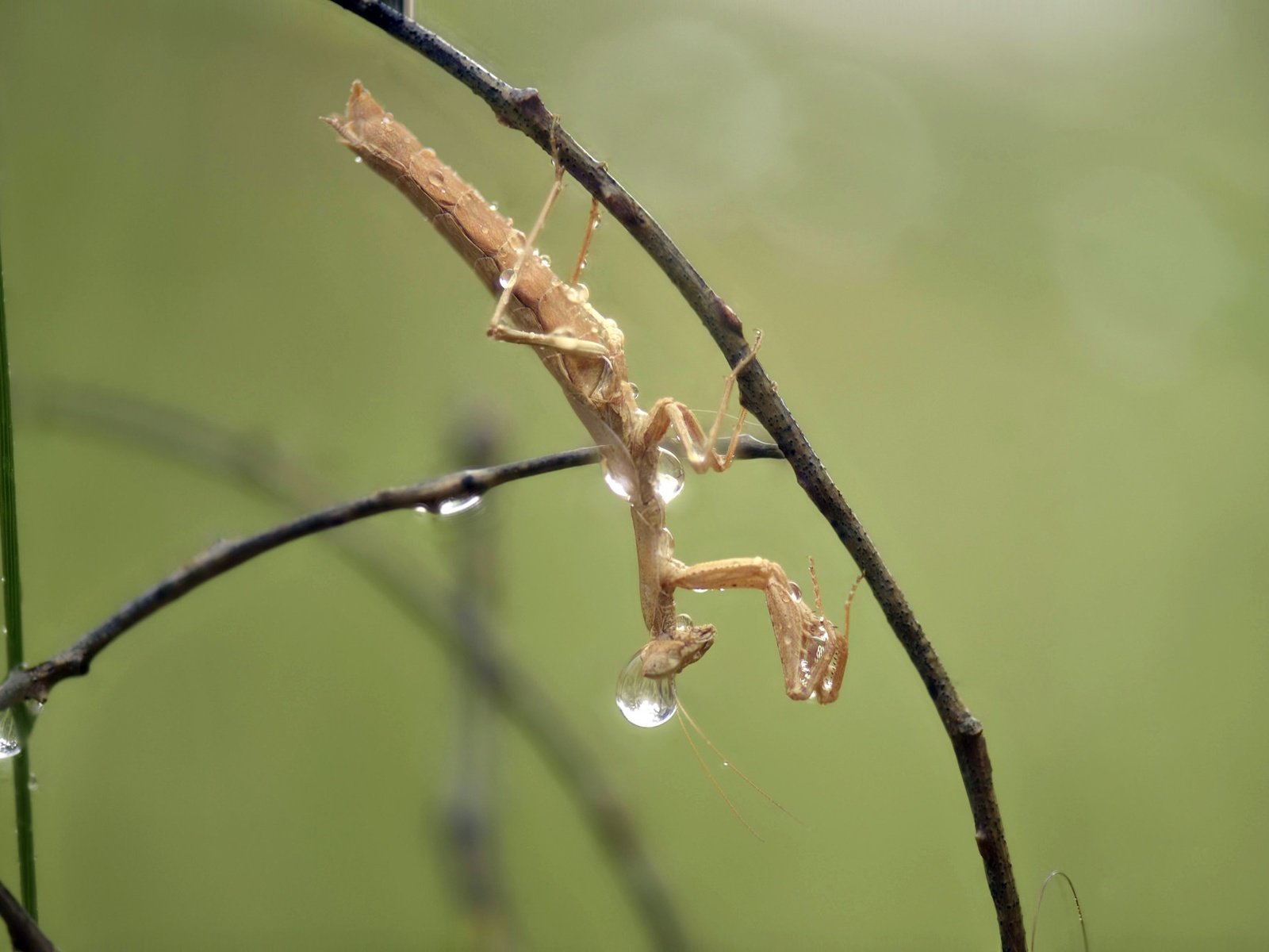 Обои макро, насекомое, капли, дождь, богомол, ziva & amir, macro, insect, drops, rain, mantis разрешение 2007x1358 Загрузить