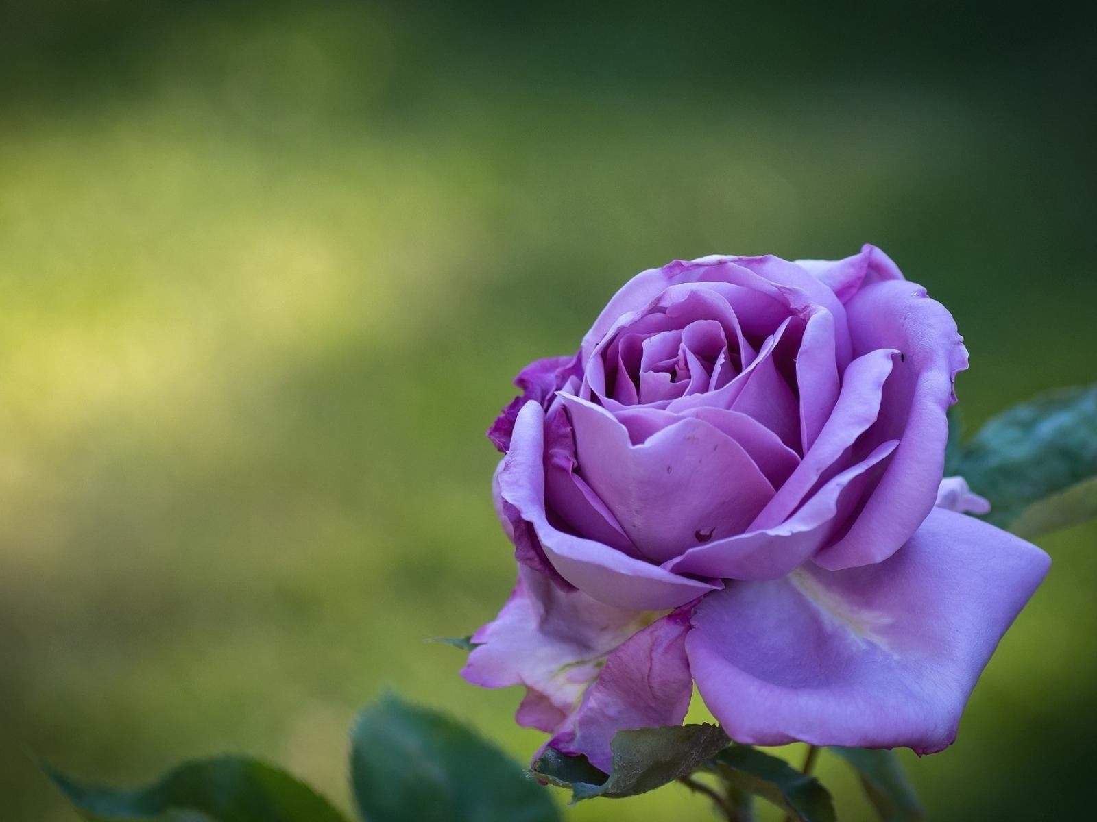 Обои цветок, роза, лепестки, фиолетовый, бутон, flower, rose, petals, purple, bud разрешение 1920x1200 Загрузить