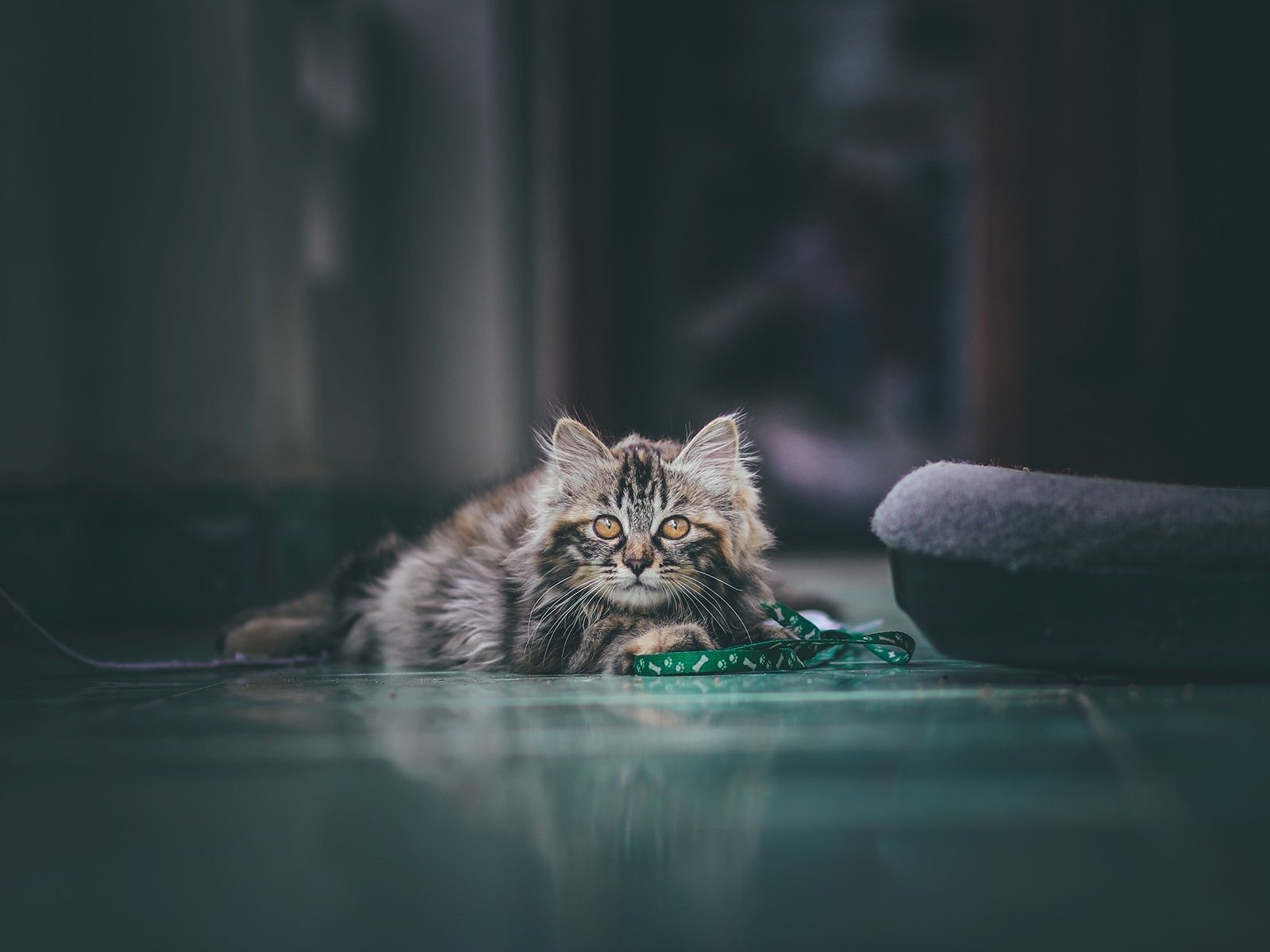 Обои фон, кошка, взгляд, background, cat, look разрешение 2048x1330 Загрузить