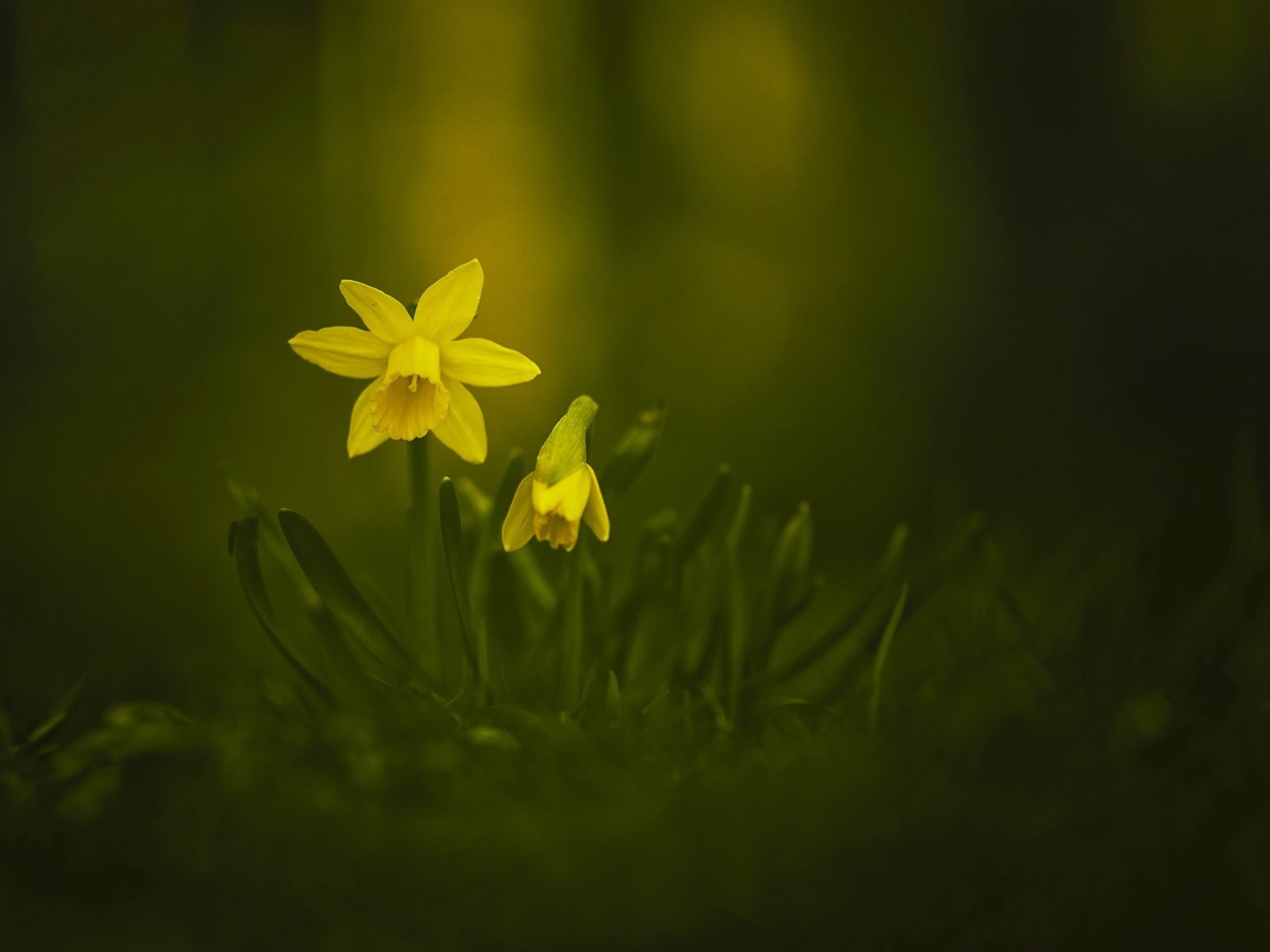 Обои цветы, весна, желтые, нарцисс, нарцисы, flowers, spring, yellow, narcissus, the narciso разрешение 2048x1263 Загрузить